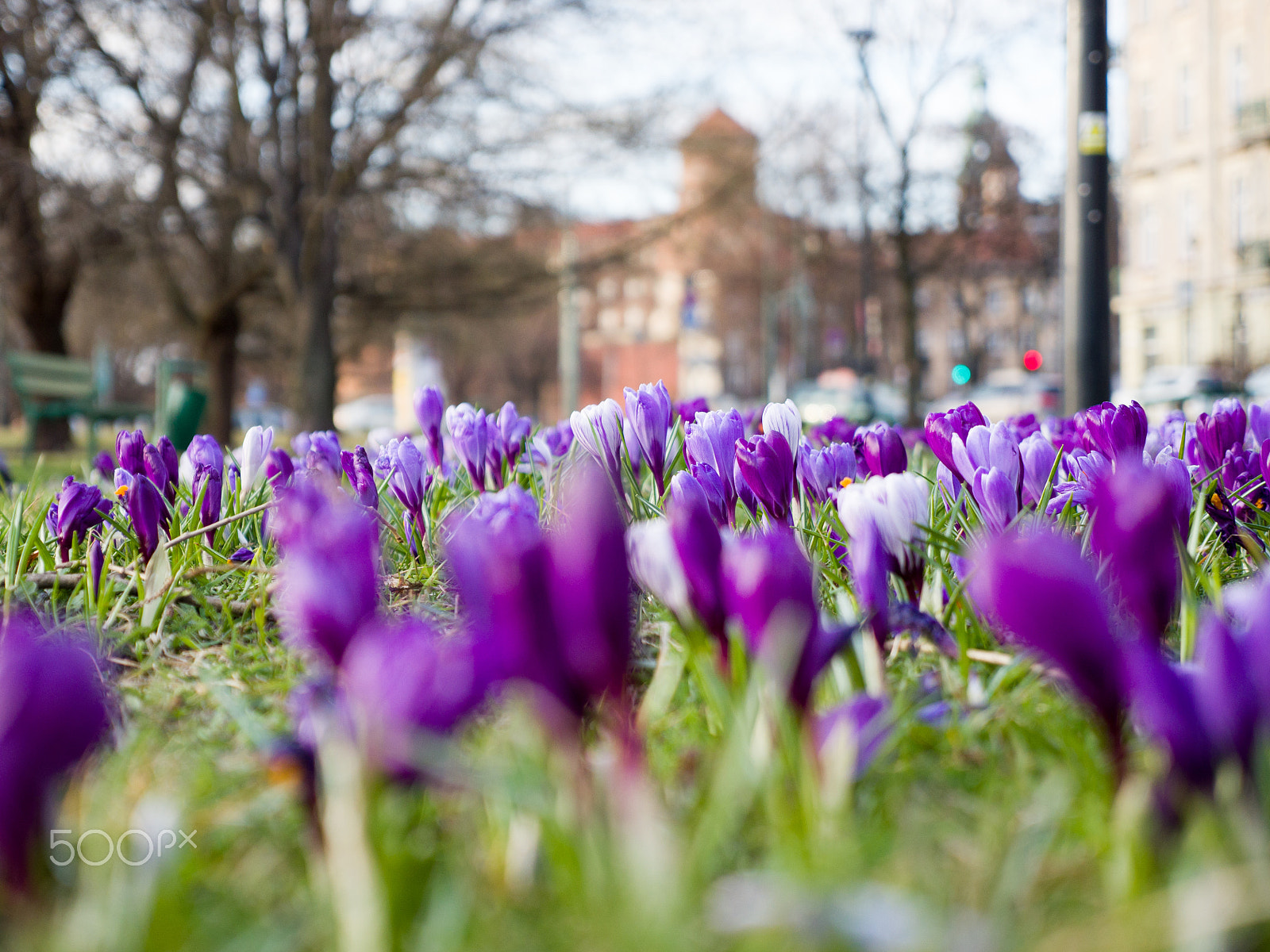 Panasonic Lumix G X Vario 12-35mm F2.8 ASPH Power OIS sample photo. Crocus 1 photography