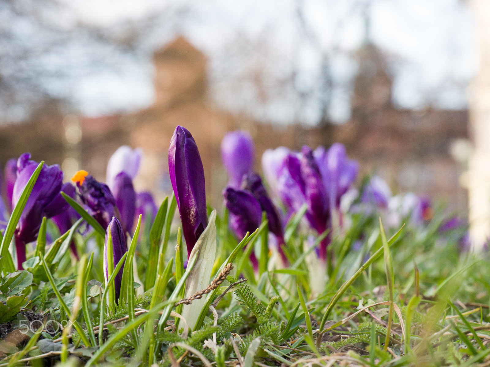 Panasonic Lumix G X Vario 35-100mm F2.8 OIS sample photo. Crocus 2 photography