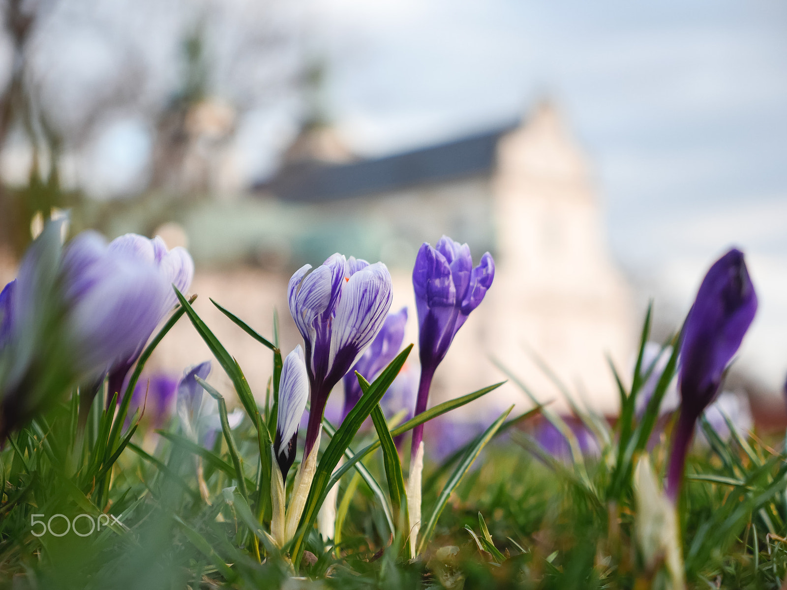 Panasonic Lumix G X Vario 12-35mm F2.8 ASPH Power OIS sample photo. Crocus 3 photography