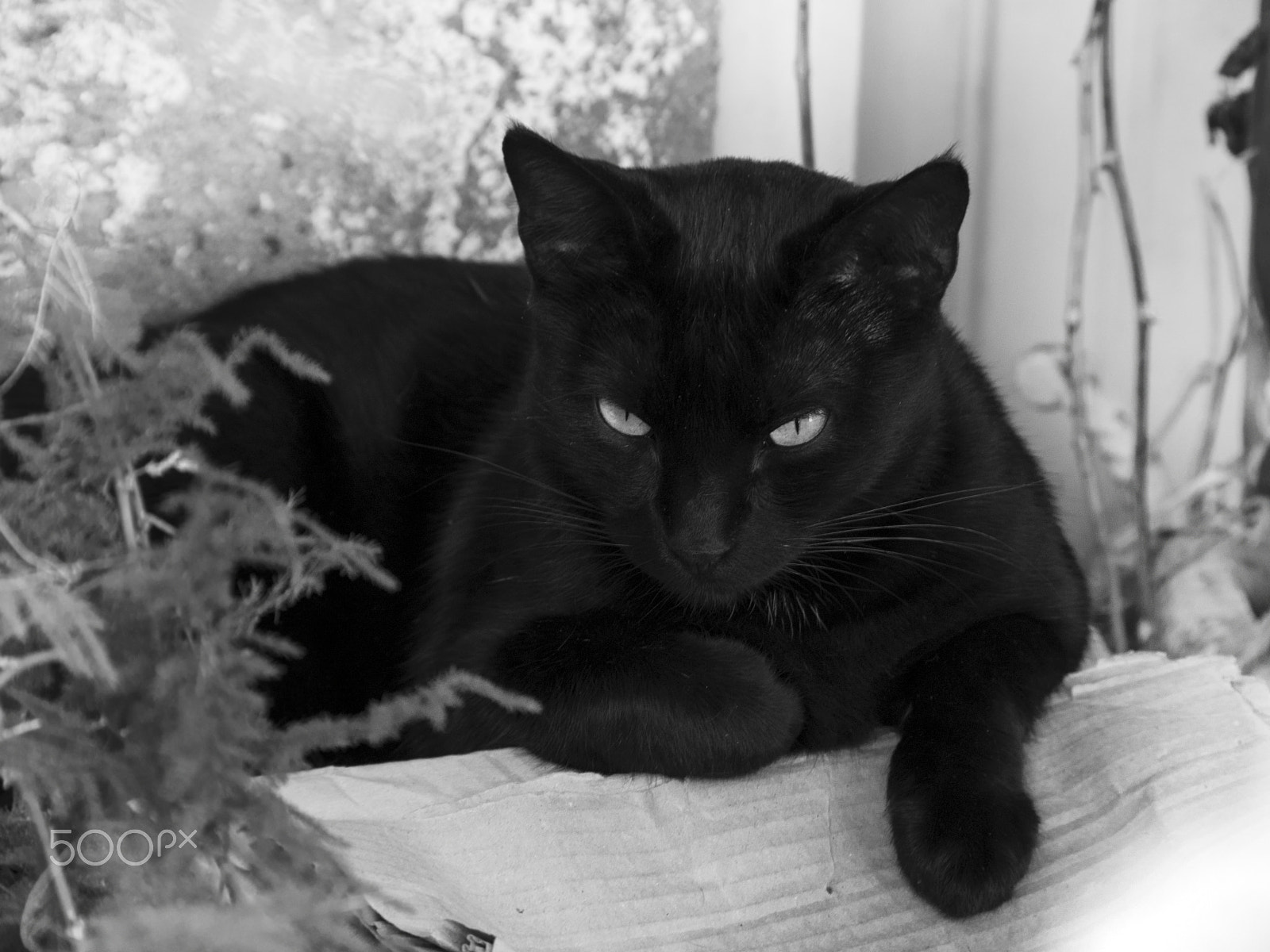 HD Pentax DA 55-300mm F4.0-5.8 ED WR sample photo. A little grrr photography