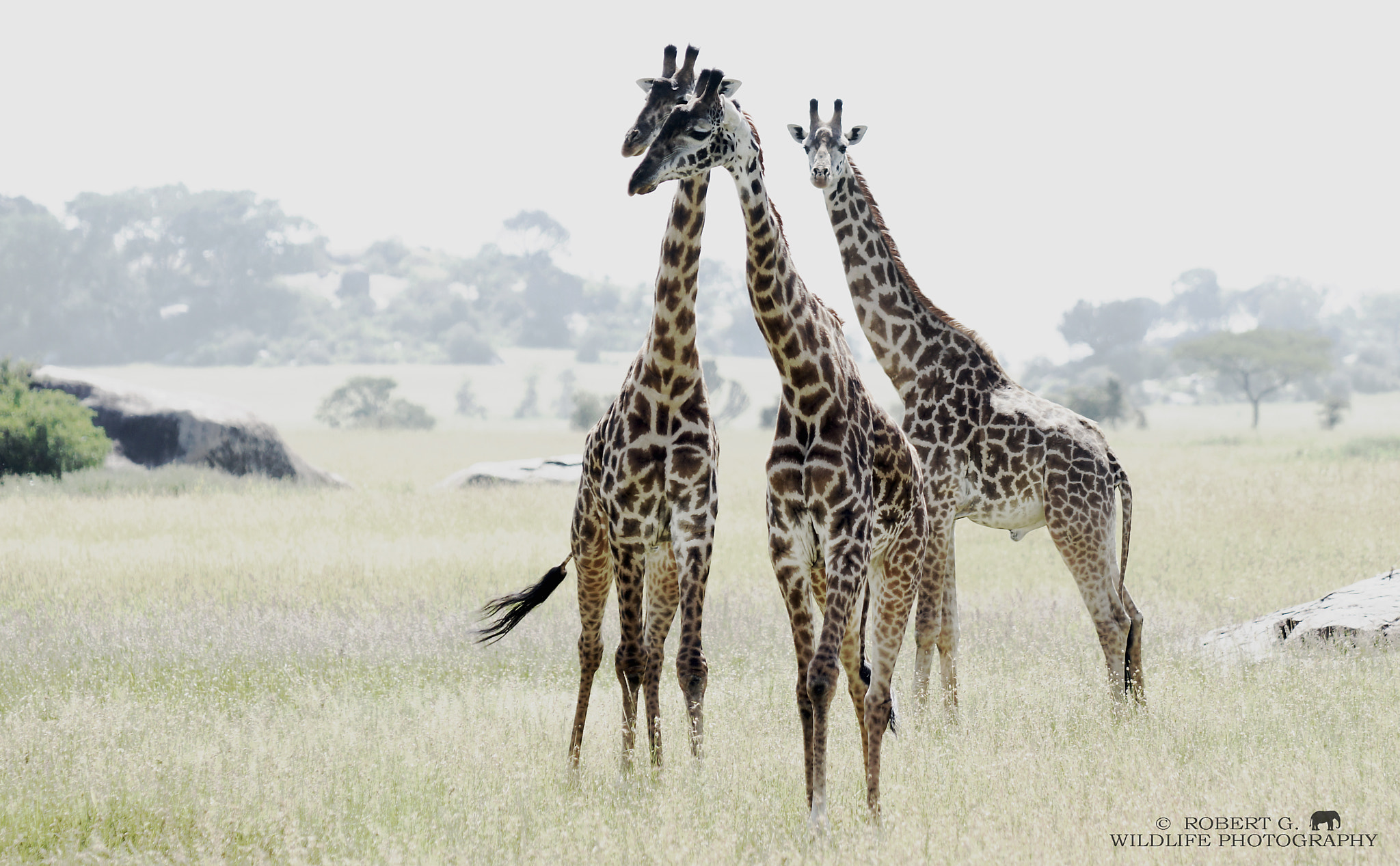 Sony SLT-A77 + Minolta/Sony AF 70-200mm F2.8 G sample photo. Giraffes in pastel colors  serengeti 2015 photography