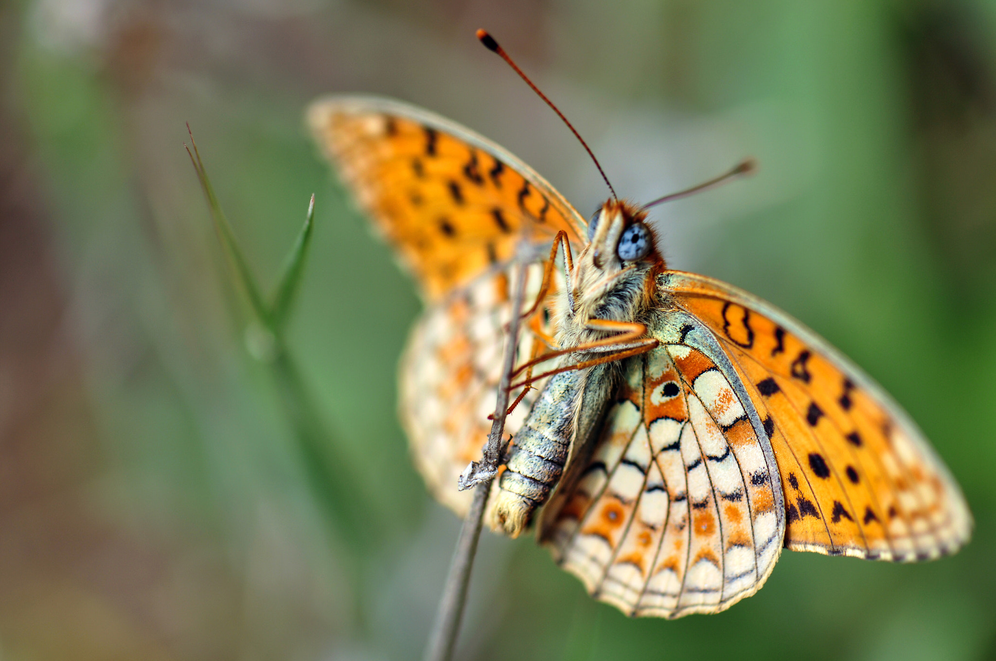 Nikon AF-S Micro-Nikkor 105mm F2.8G IF-ED VR sample photo. Butterfly photography