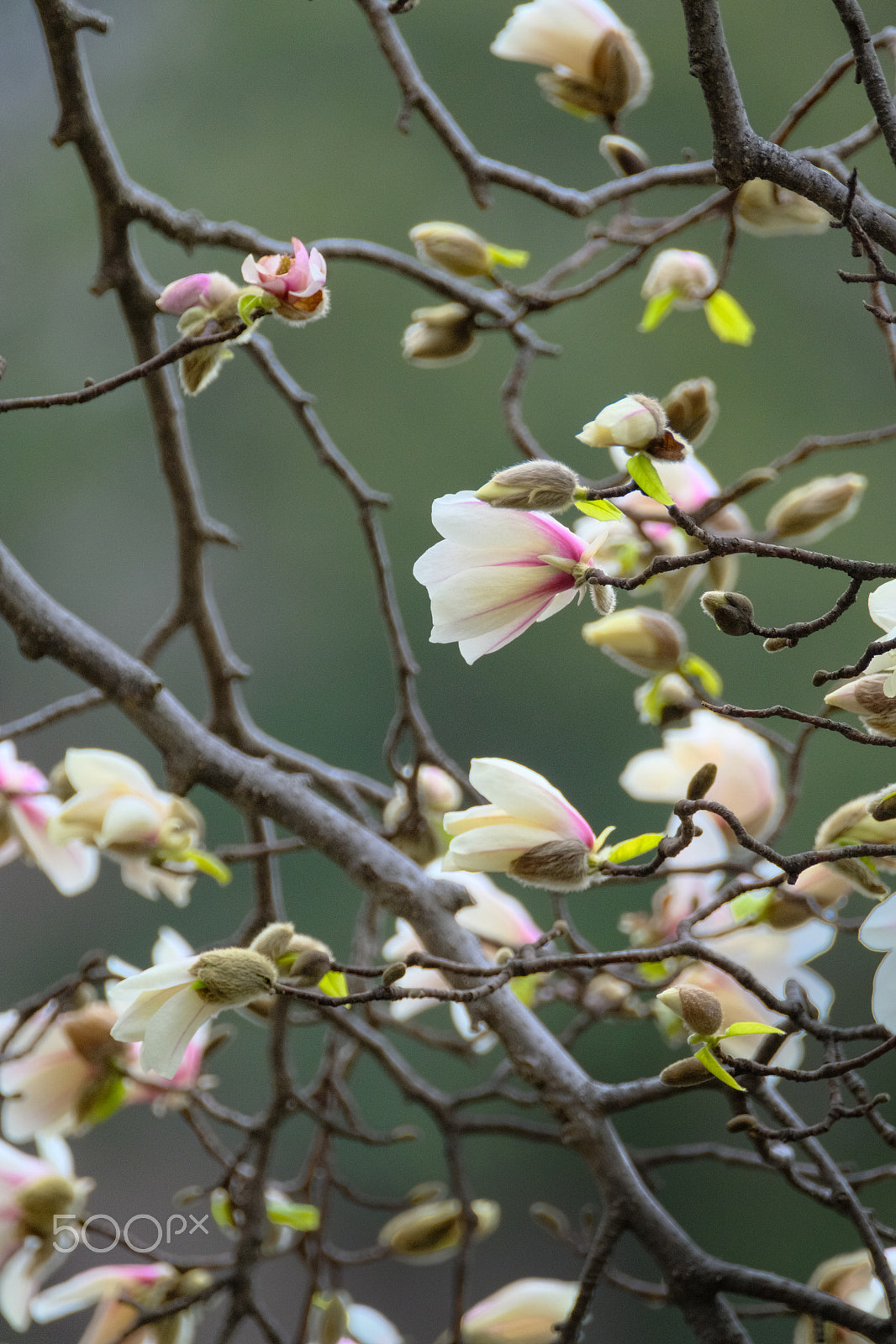 XF100-400mmF4.5-5.6 R LM OIS WR + 1.4x sample photo. Kobushi magnolia photography