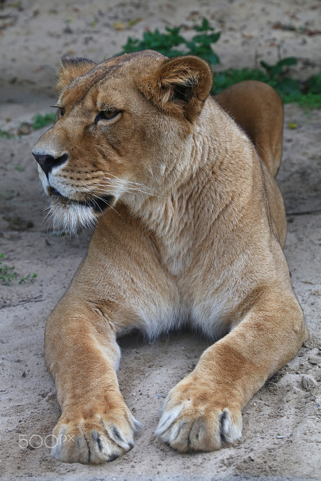 Canon EOS 5DS sample photo. Close up portrait of lioness photography
