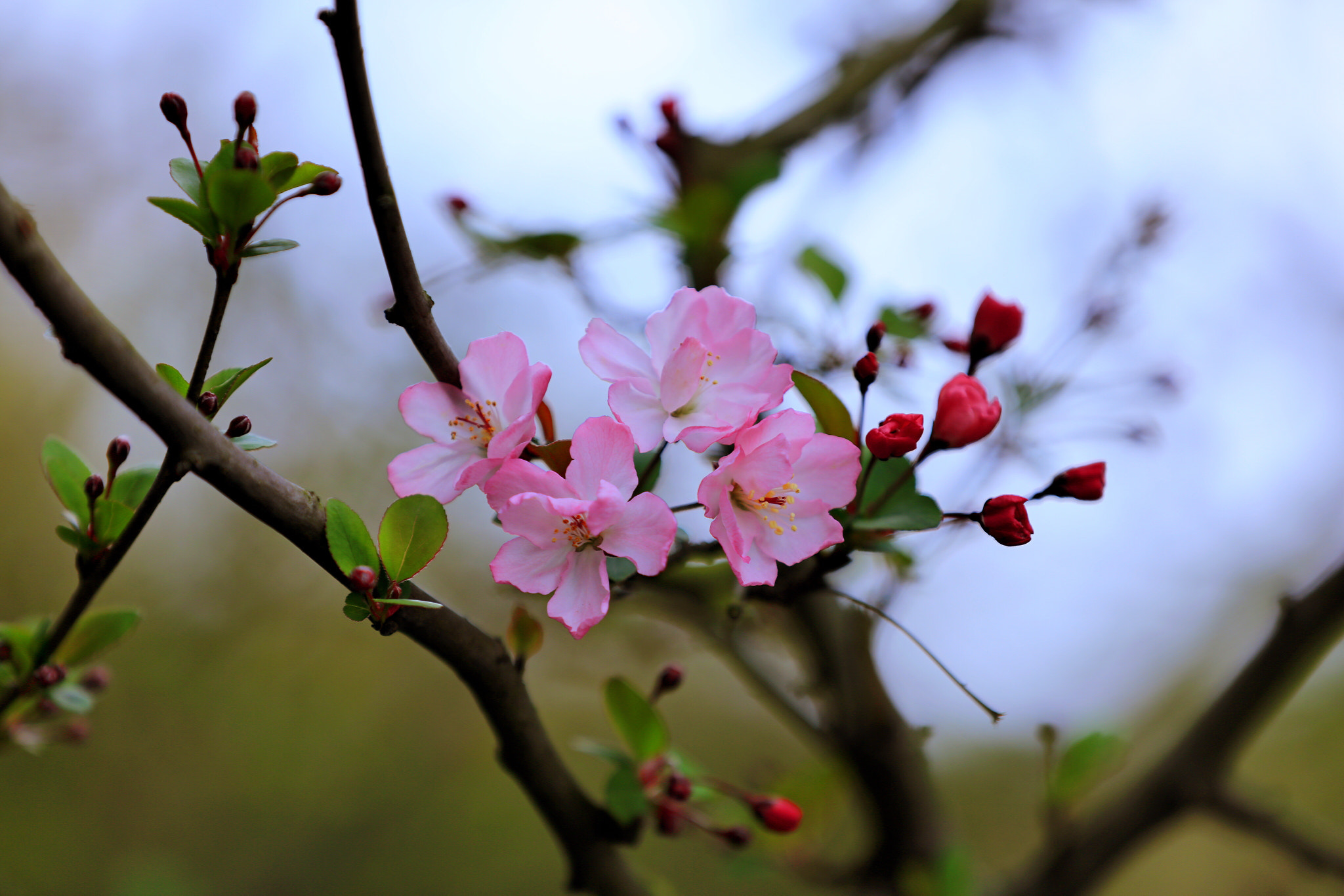 Canon EOS 5DS R sample photo