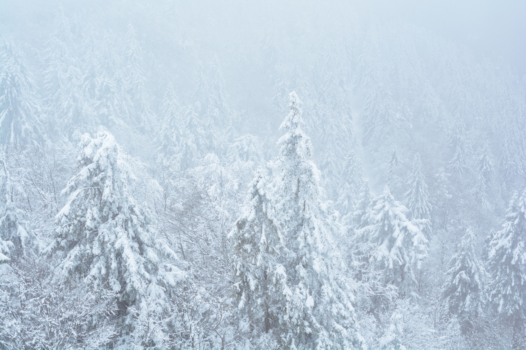 Nikon AF-S DX Micro Nikkor 40mm F2.8 sample photo. A snowy forest photography