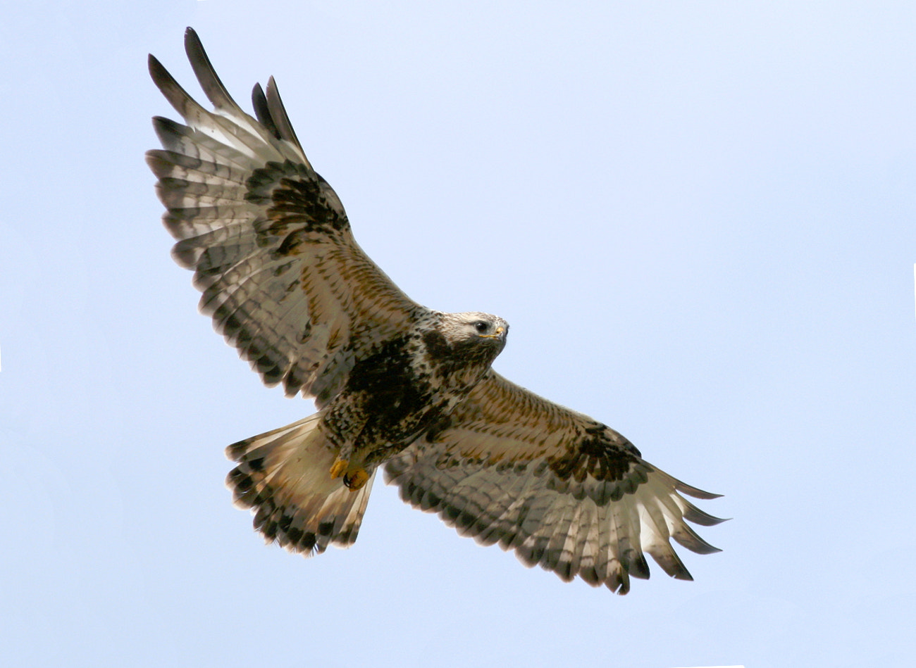 Canon EOS 400D (EOS Digital Rebel XTi / EOS Kiss Digital X) + Canon EF 400mm F5.6L USM sample photo. Rough-legged buzzard photography