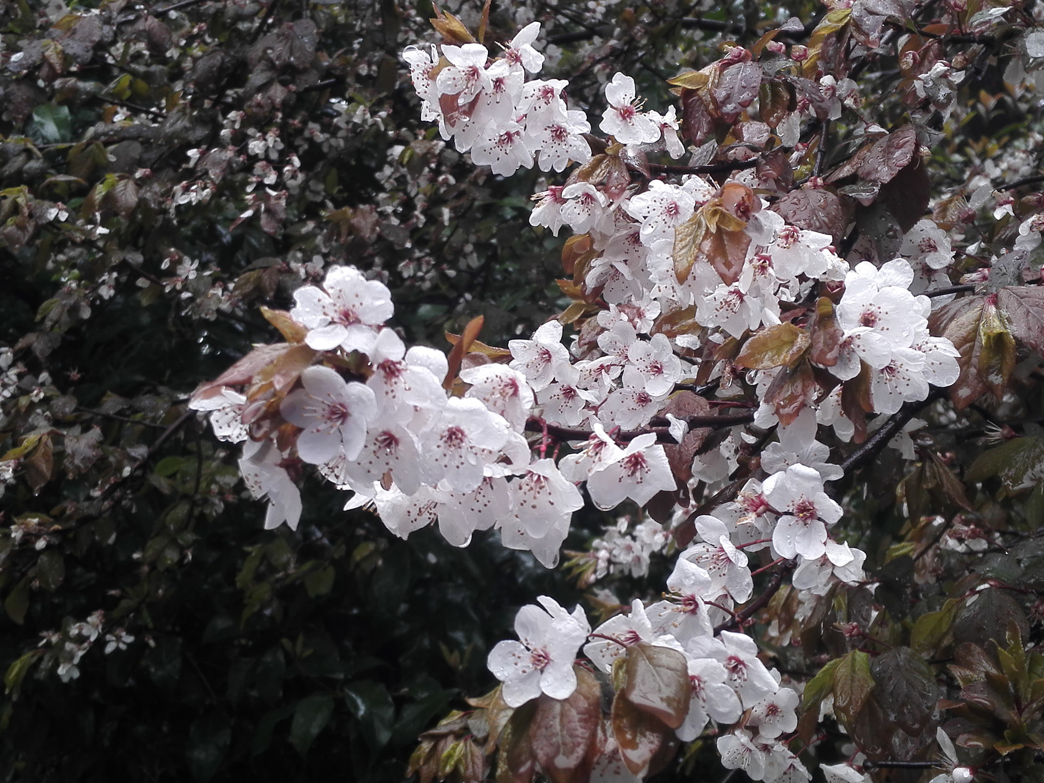 HUAWEI H60-L01 sample photo. 李花 雨天 photography