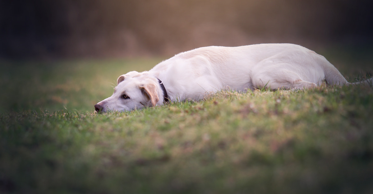 Canon EOS 700D (EOS Rebel T5i / EOS Kiss X7i) + Canon EF 135mm F2L USM sample photo. Resting place photography