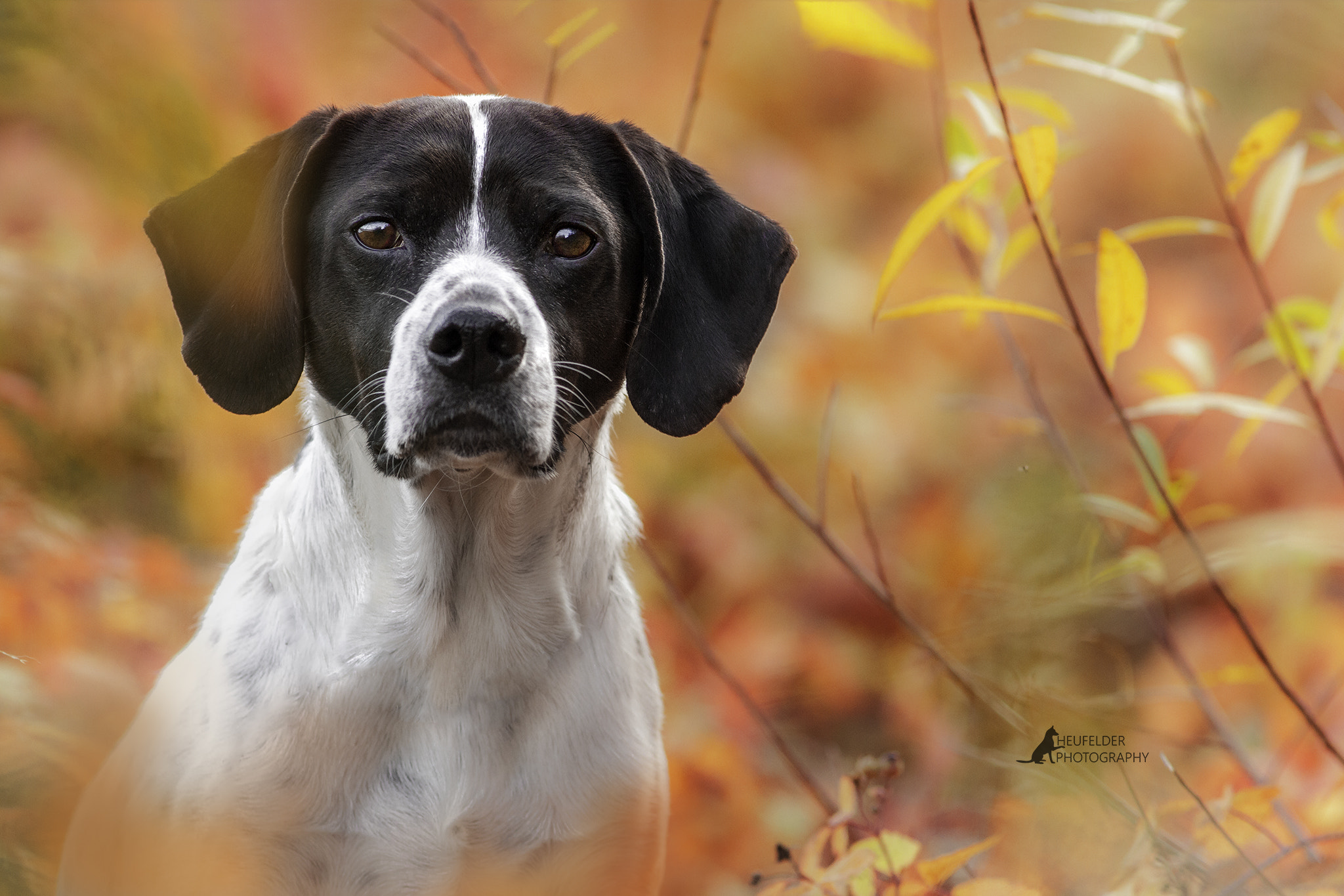 Canon EOS 7D + Canon EF 200mm F2.8L II USM sample photo. Dog portrait photography