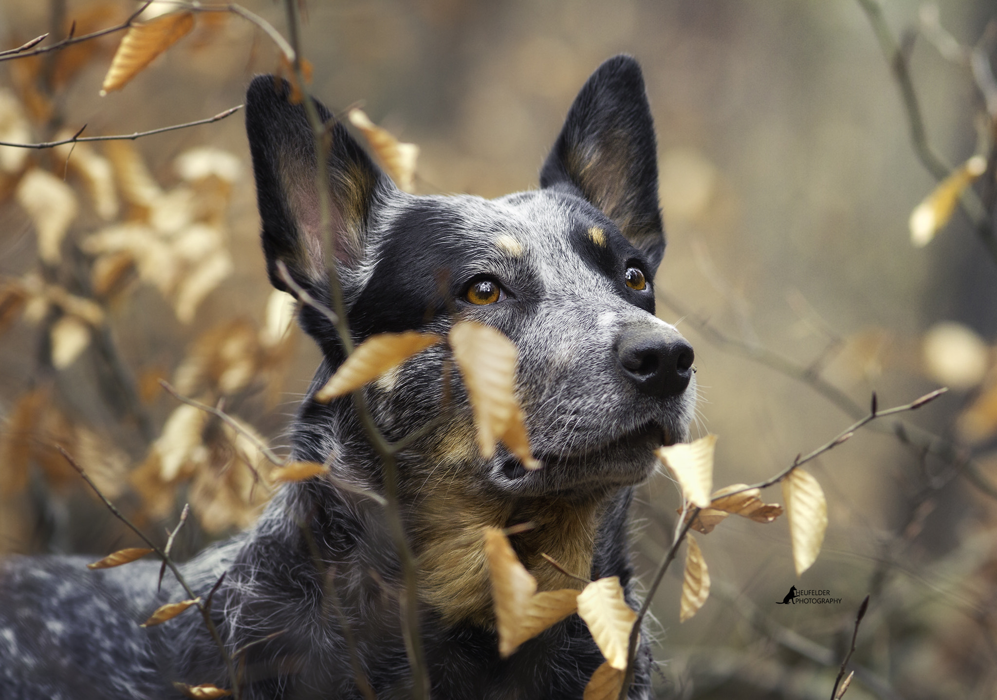 Canon EF 200mm F2.8L II USM sample photo. Australien cattle dog photography