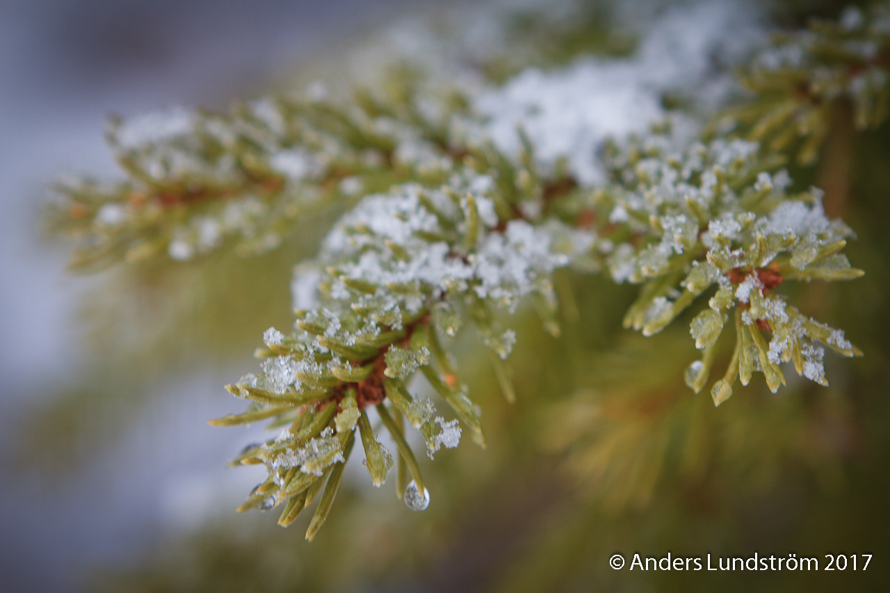 Canon EOS 7D + Canon EF 24-70mm F2.8L USM sample photo. Frostig gran. photography