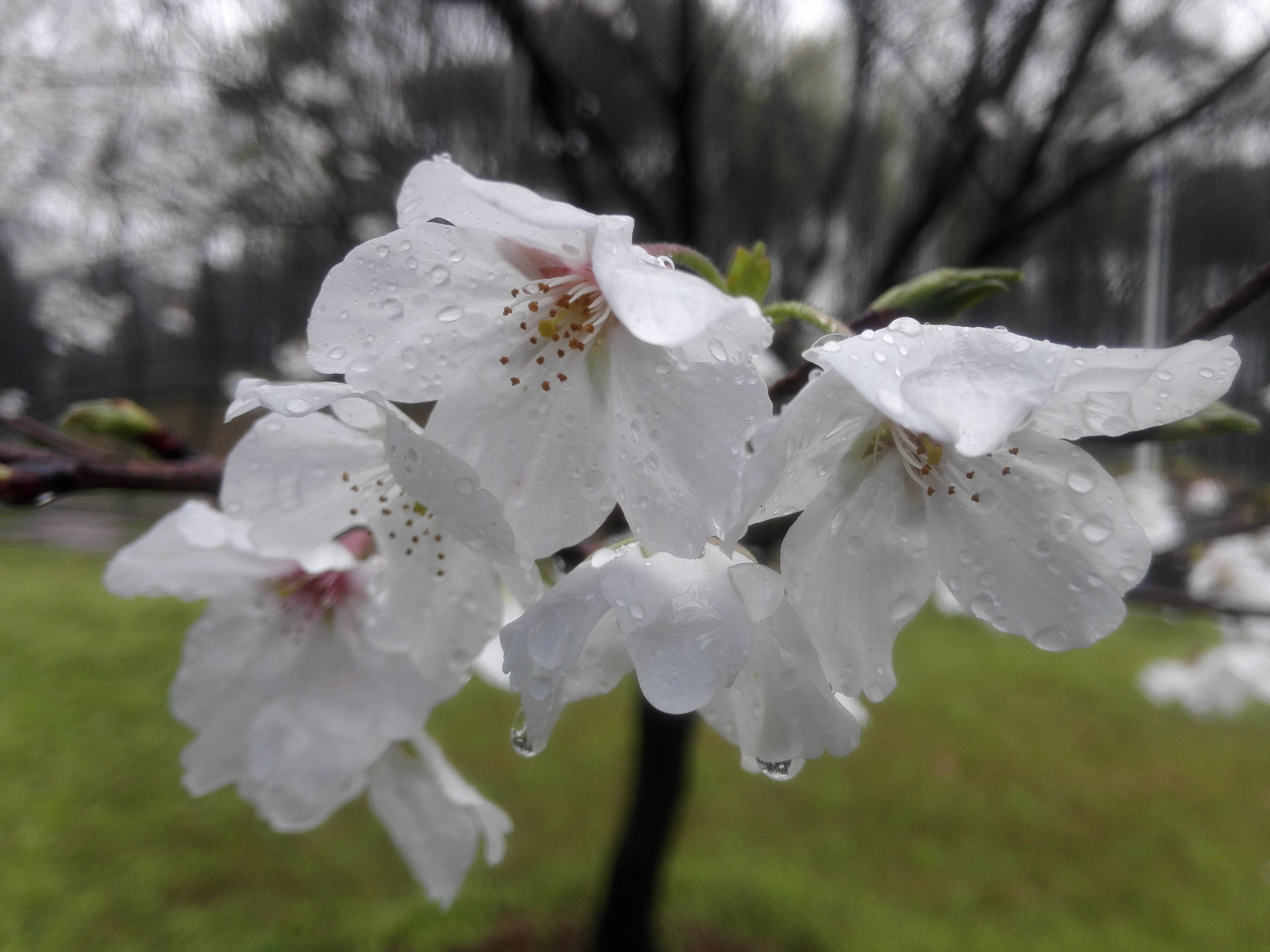 HUAWEI H60-L01 sample photo. 雨天 樱花 photography