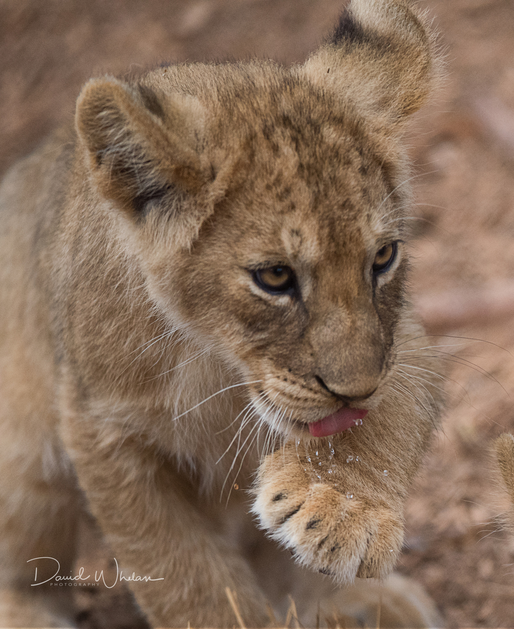 Nikon AF-S Nikkor 400mm F2.8E FL ED VR sample photo. Thirsty photography