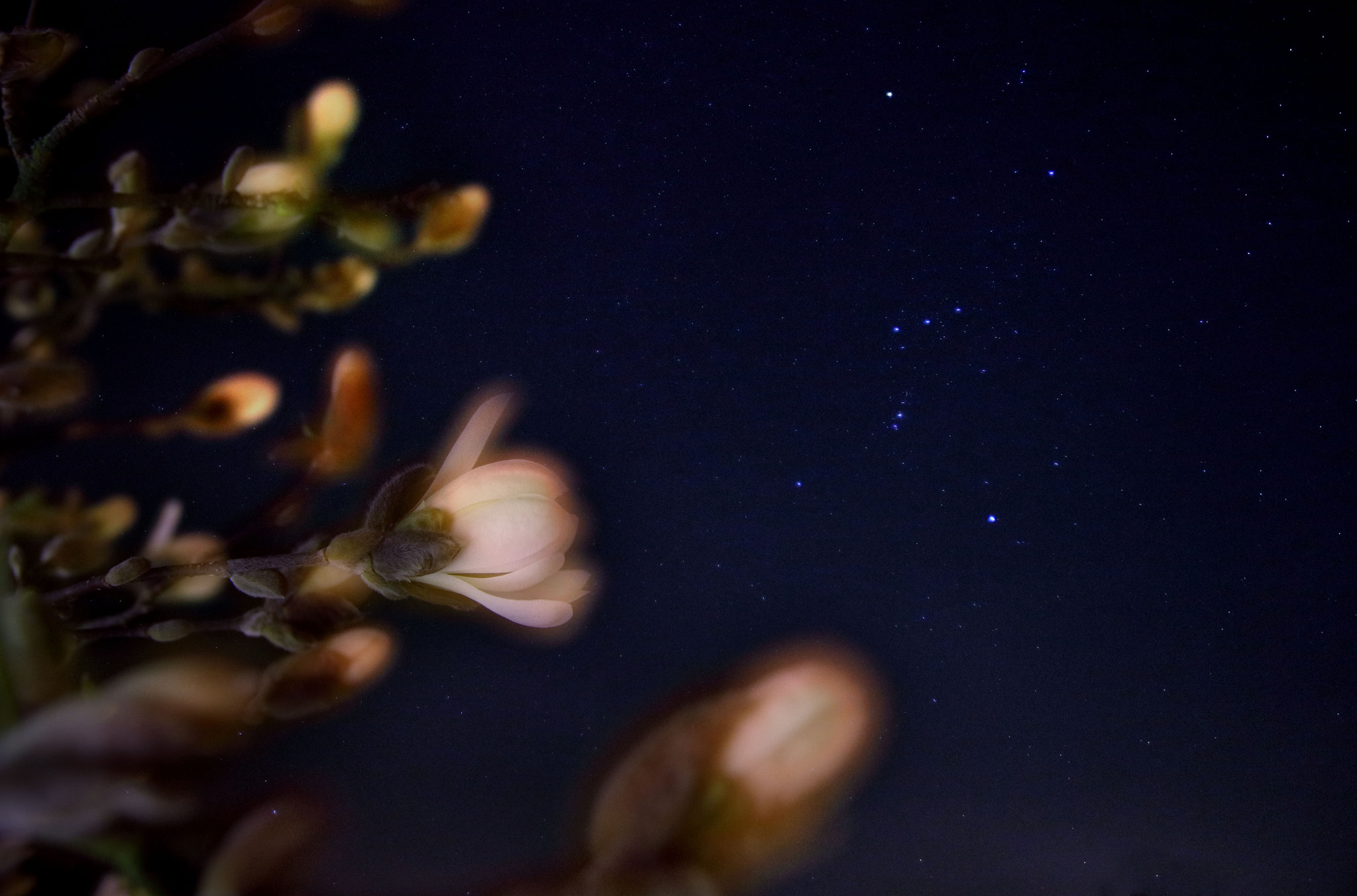 Canon EF 16-35mm F2.8L USM sample photo. Magnolia photography