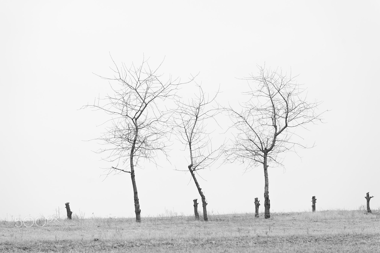 Nikon D800E sample photo. The end of winter photography
