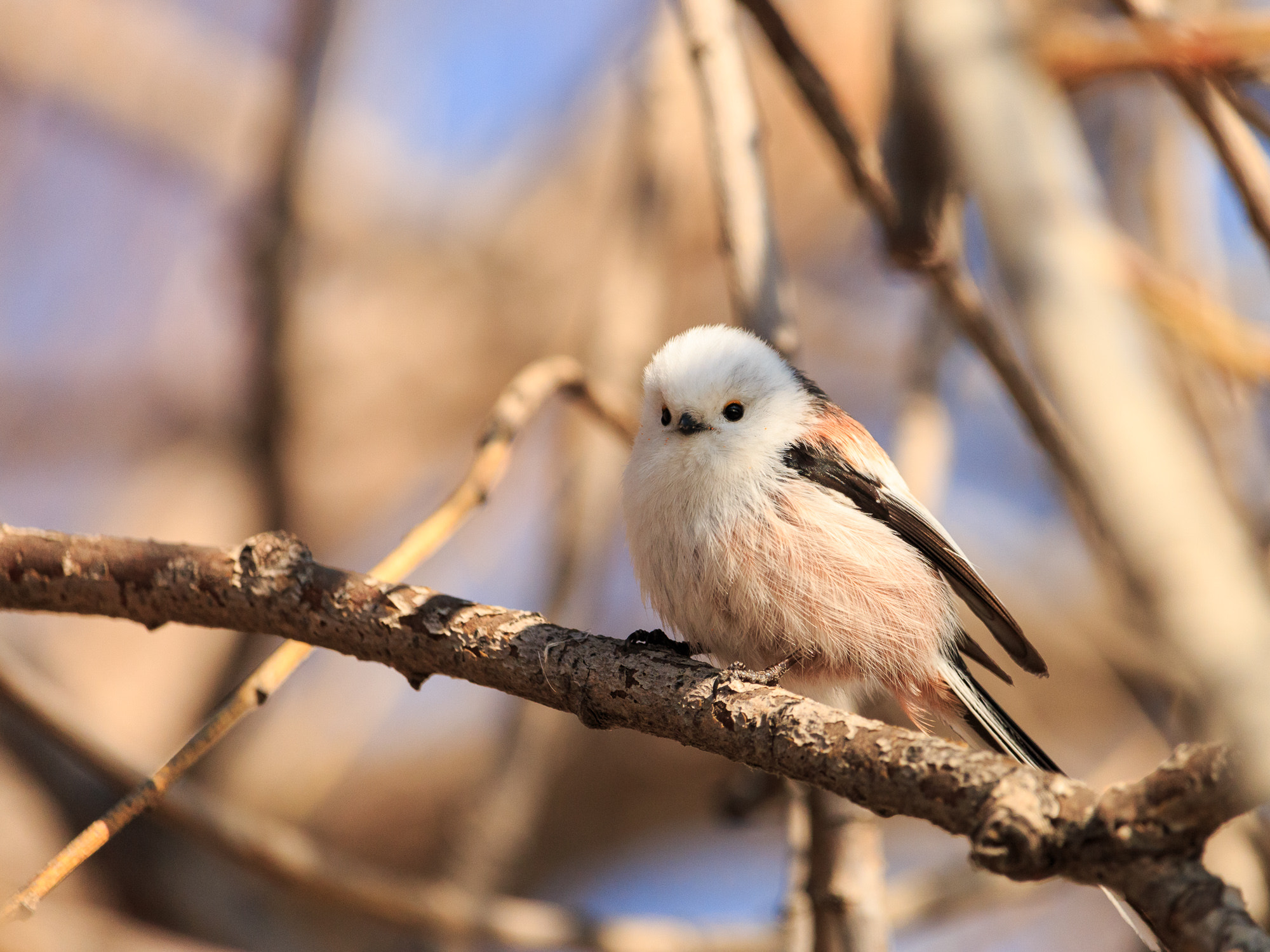 Canon EF-S 55-250mm F4-5.6 IS STM sample photo. Long-tailed tit photography