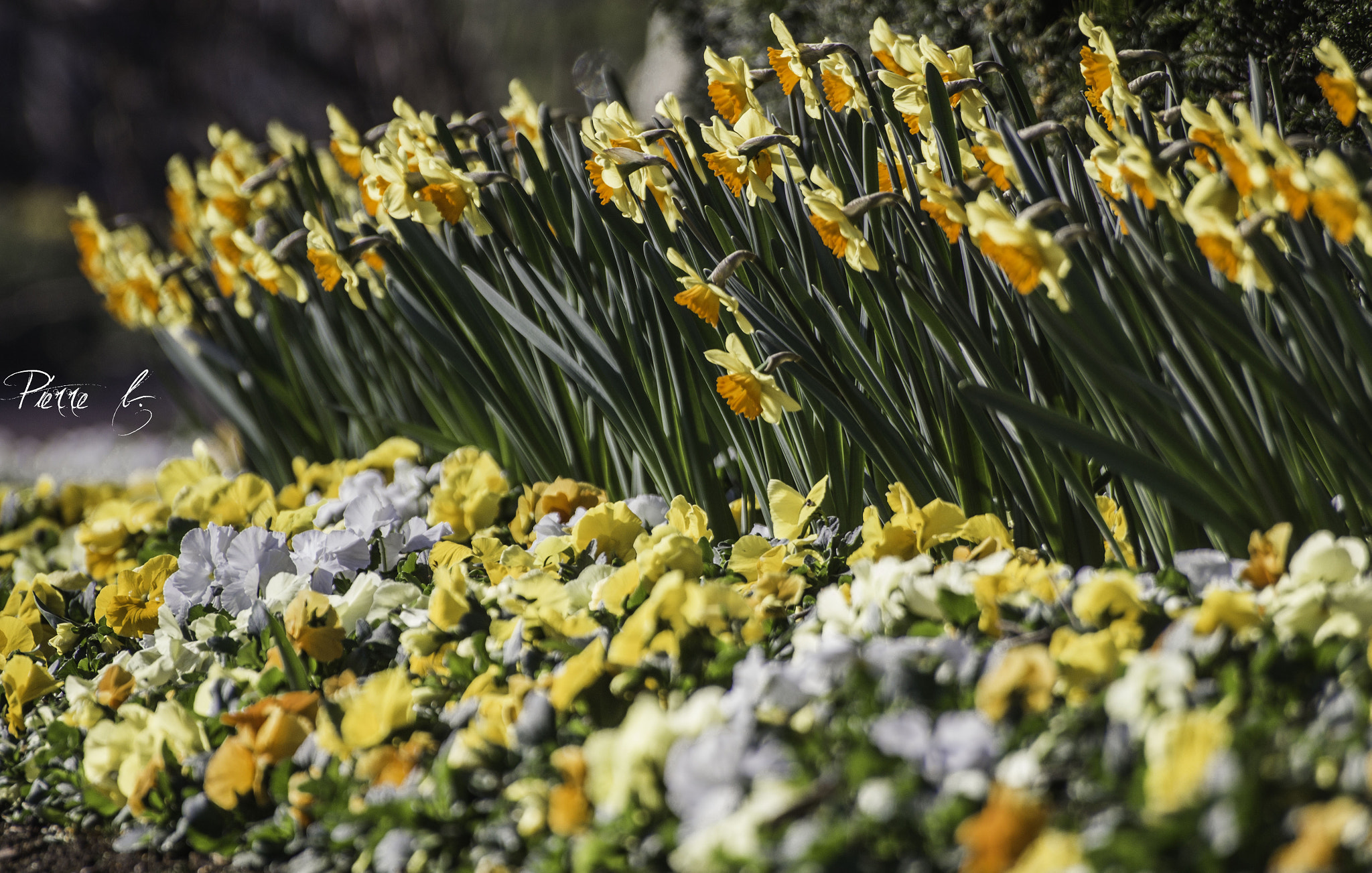Canon EOS 550D (EOS Rebel T2i / EOS Kiss X4) sample photo. Spring passion photography
