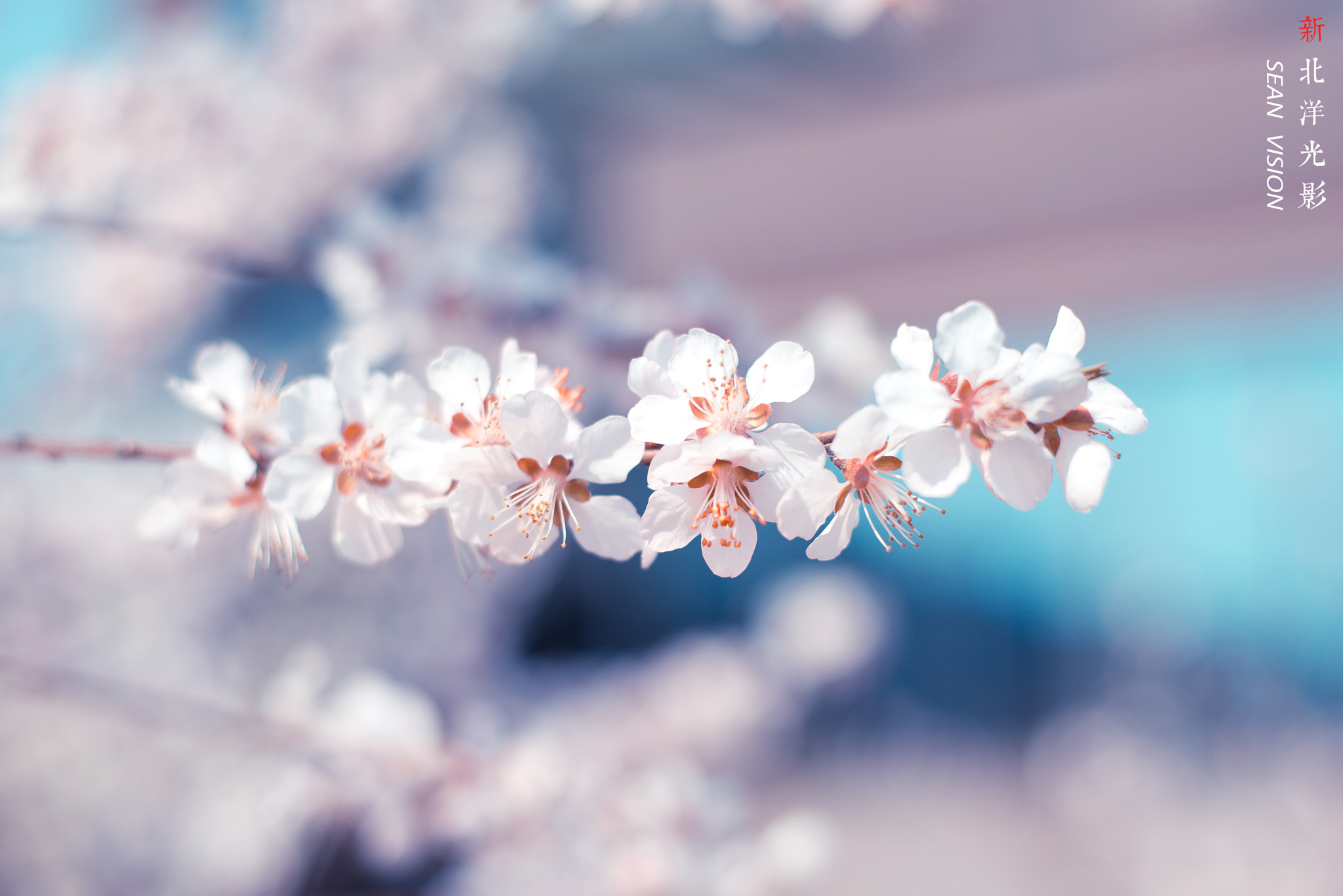 Nikon D800E + Nikon AF-S Nikkor 50mm F1.8G sample photo. Cherry flower photography