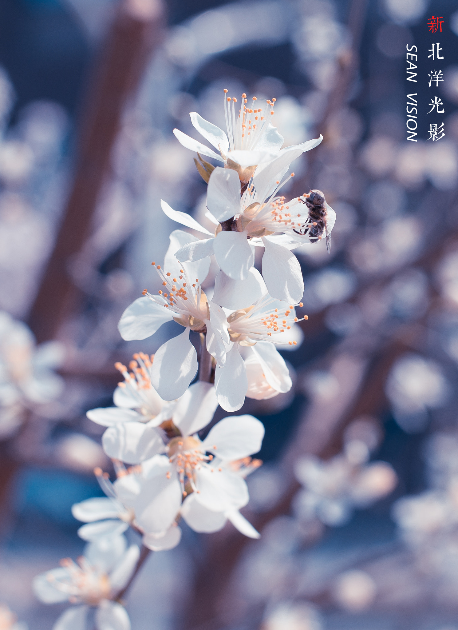 Nikon D800E + Nikon AF-S Nikkor 50mm F1.8G sample photo. Cherry flower photography