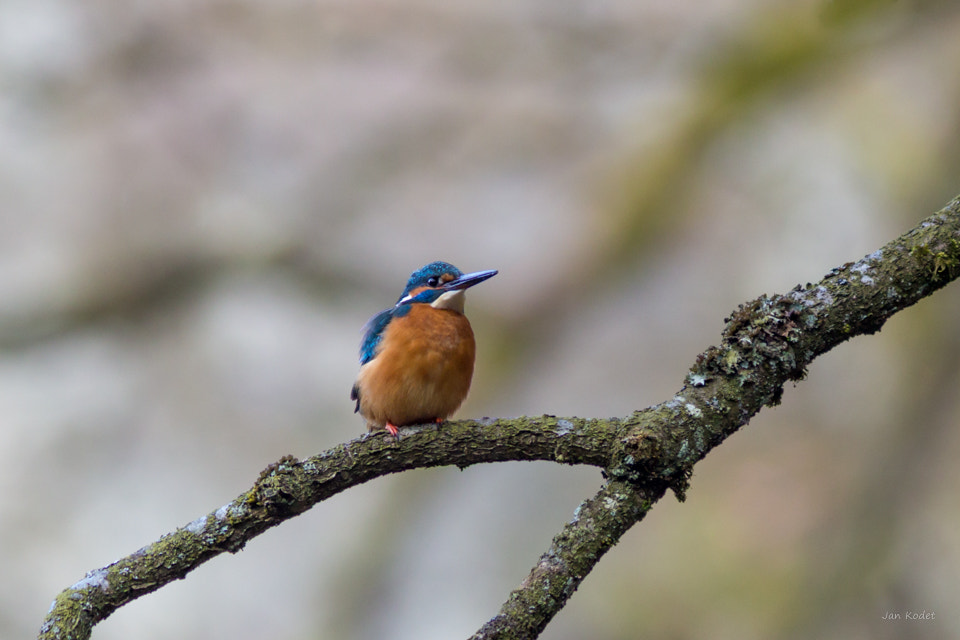 Canon EF 300mm F4L IS USM sample photo. Kingfischer photography