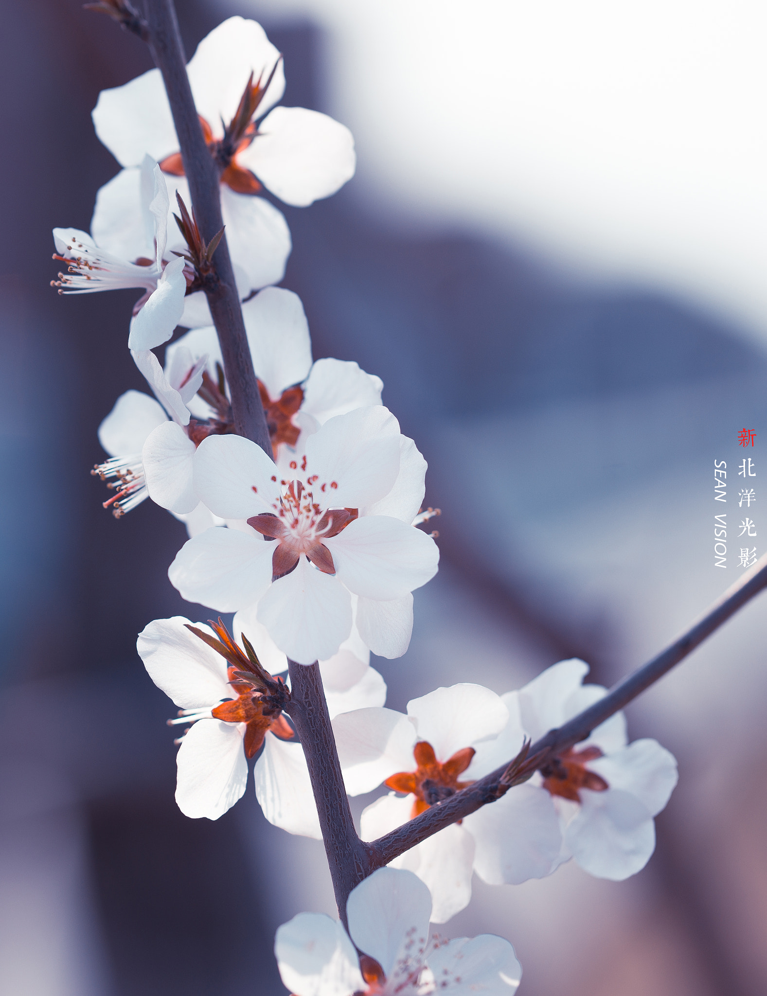 Nikon D800E + Tamron SP 90mm F2.8 Di VC USD 1:1 Macro (F004) sample photo. Cherry flower photography