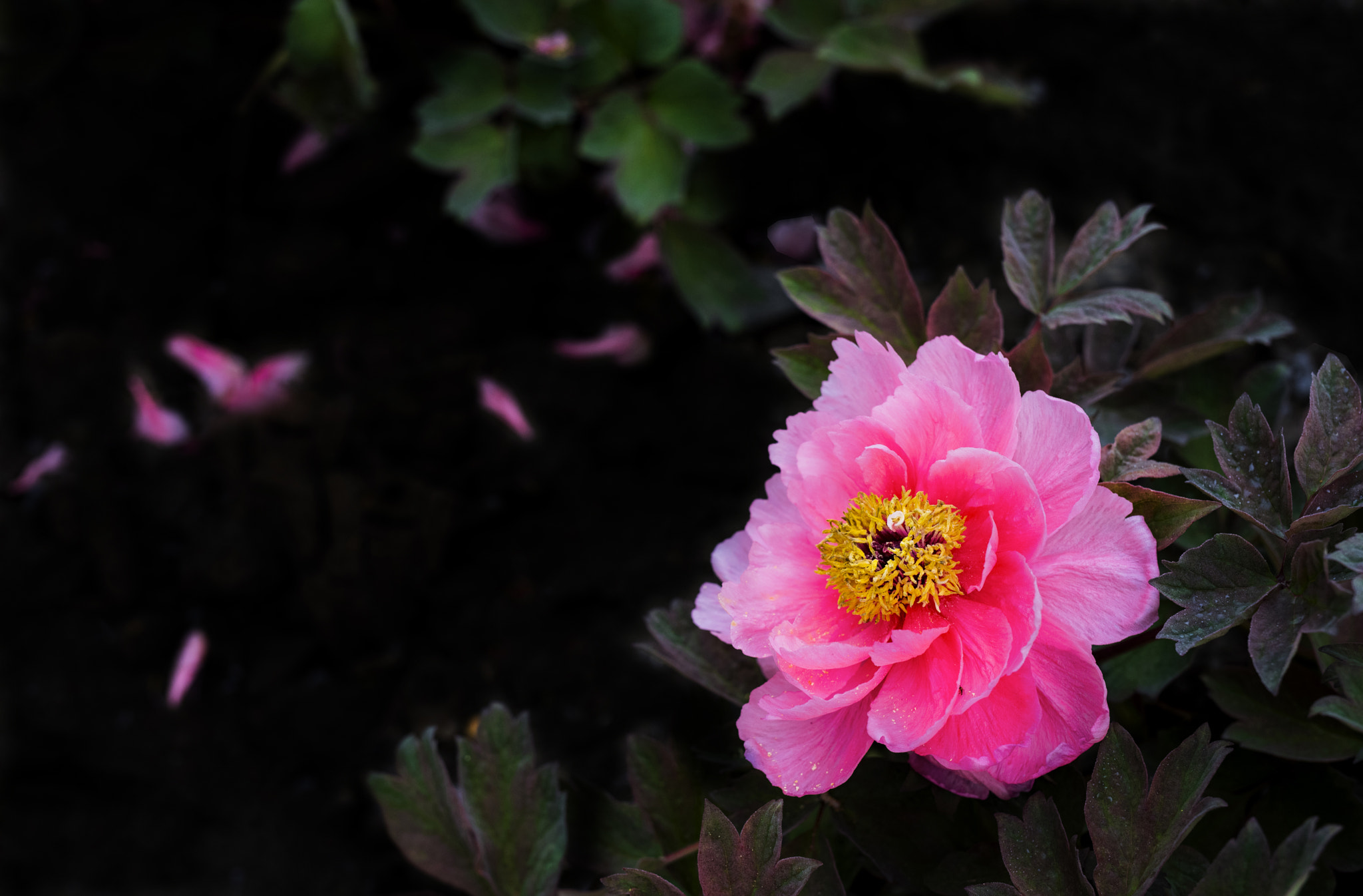 Nikon D810 + Sigma 50mm F1.4 DG HSM Art sample photo. 花开富贵 photography