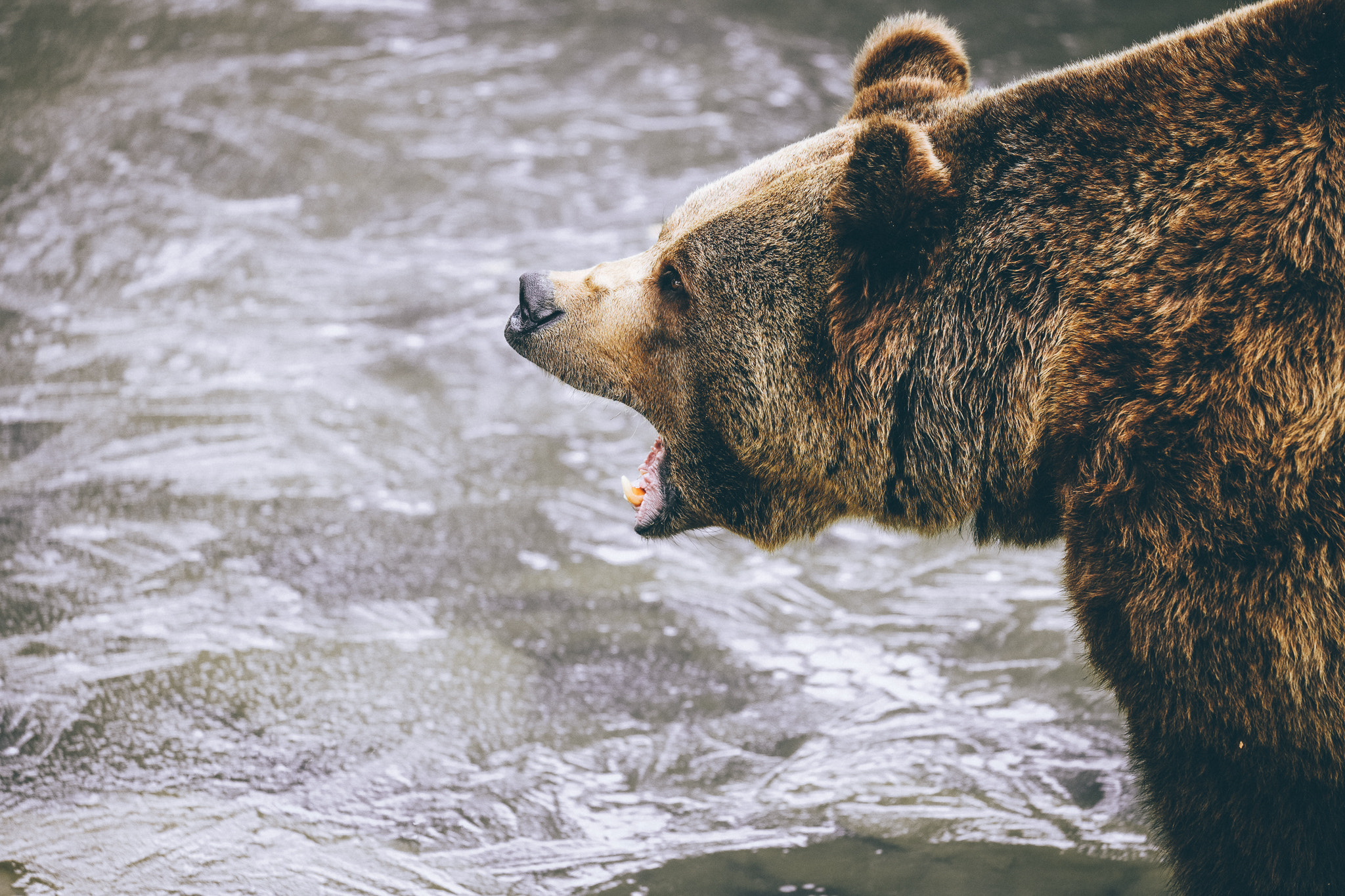 Canon EOS 5DS R sample photo. Roarrrrr.... photography