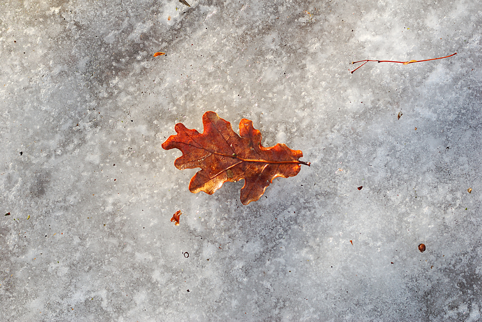 Nikon D80 + Nikon AF Nikkor 50mm F1.4D sample photo. Leaf on ice photography