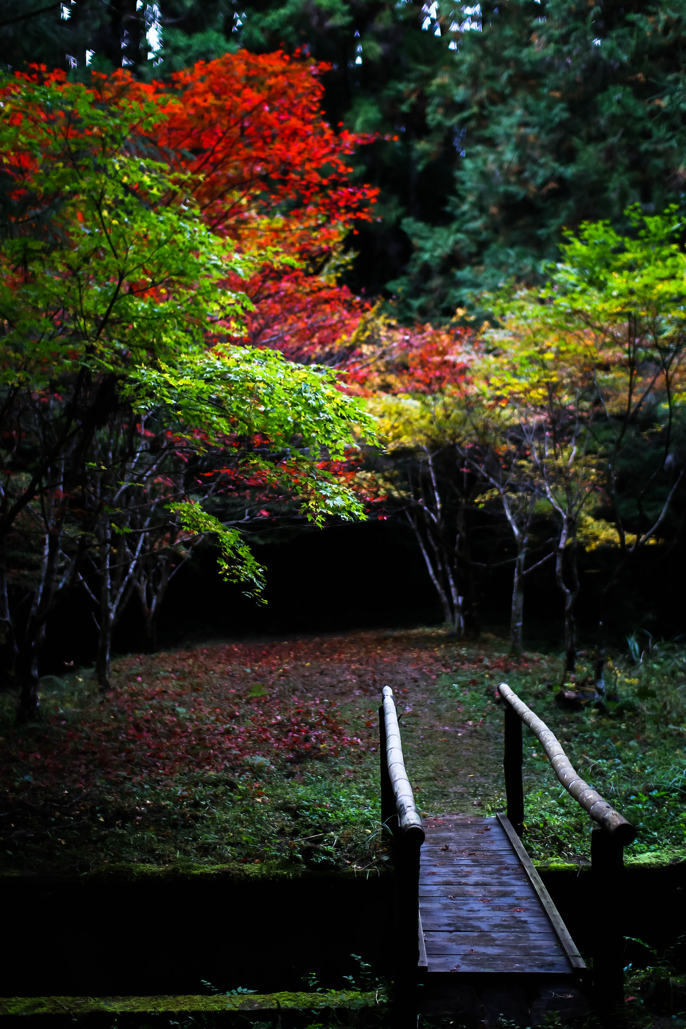 Sigma 30mm F1.4 EX DC HSM sample photo. Oguni jinja photography