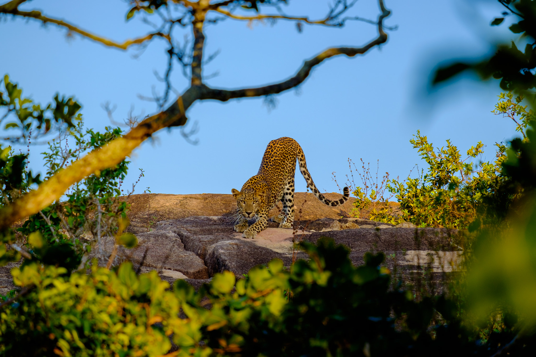 Fujifilm X-E2 + Fujifilm XF 55-200mm F3.5-4.8 R LM OIS sample photo. Right on time for breakfast, yala national park, sri lanka photography