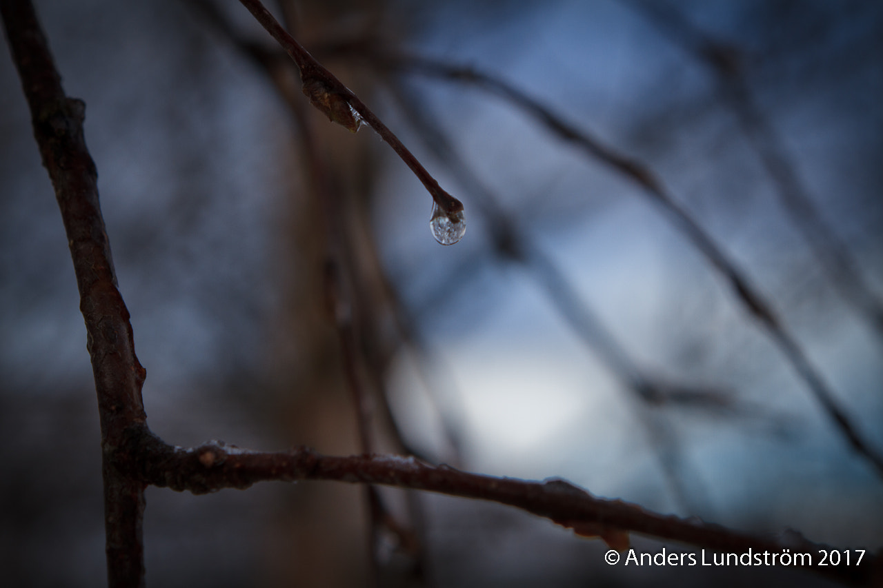 Canon EOS 7D + Canon EF 24-70mm F2.8L USM sample photo. Träden gråter för den dåliga vintern. photography