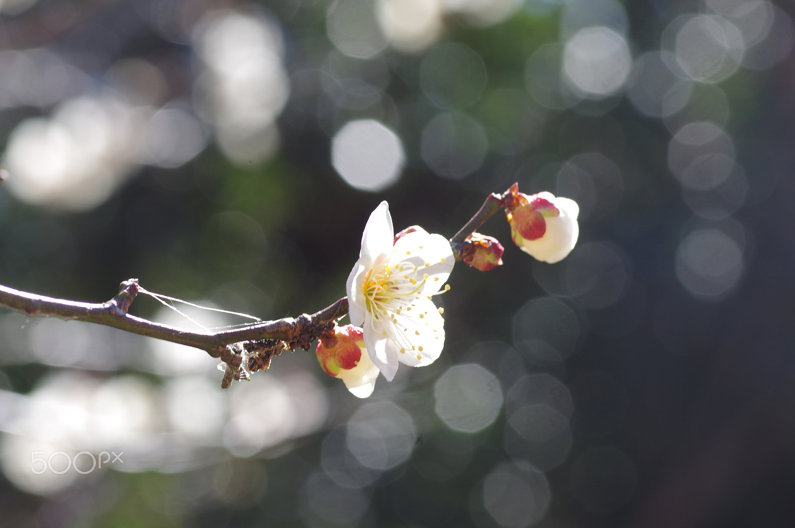 Tamron SP AF 90mm F2.8 Di Macro sample photo. Dreaming photography