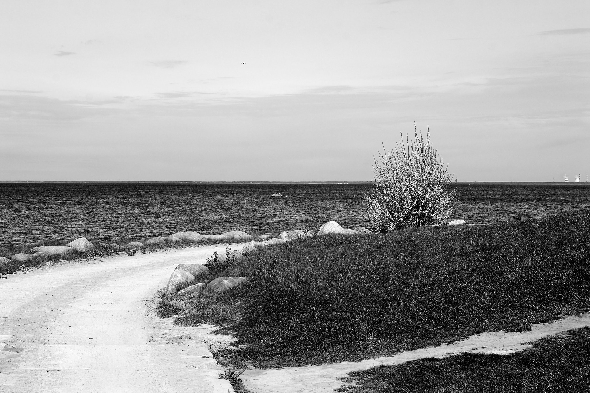 Nikon D80 + Nikon AF Nikkor 50mm F1.4D sample photo. Coastal bush photography