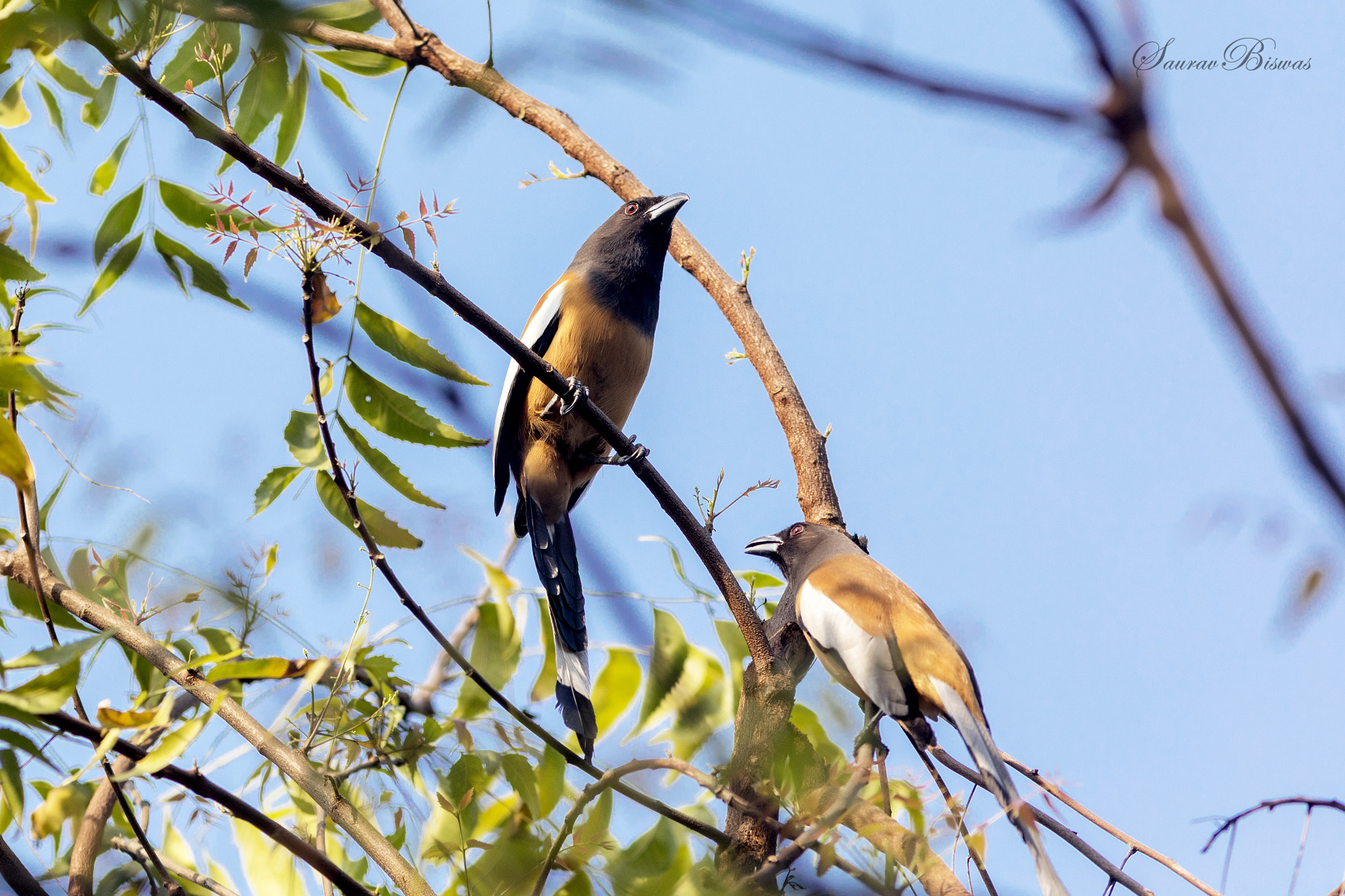 Canon EF 300mm F4L IS USM sample photo. Rufous trepie photography