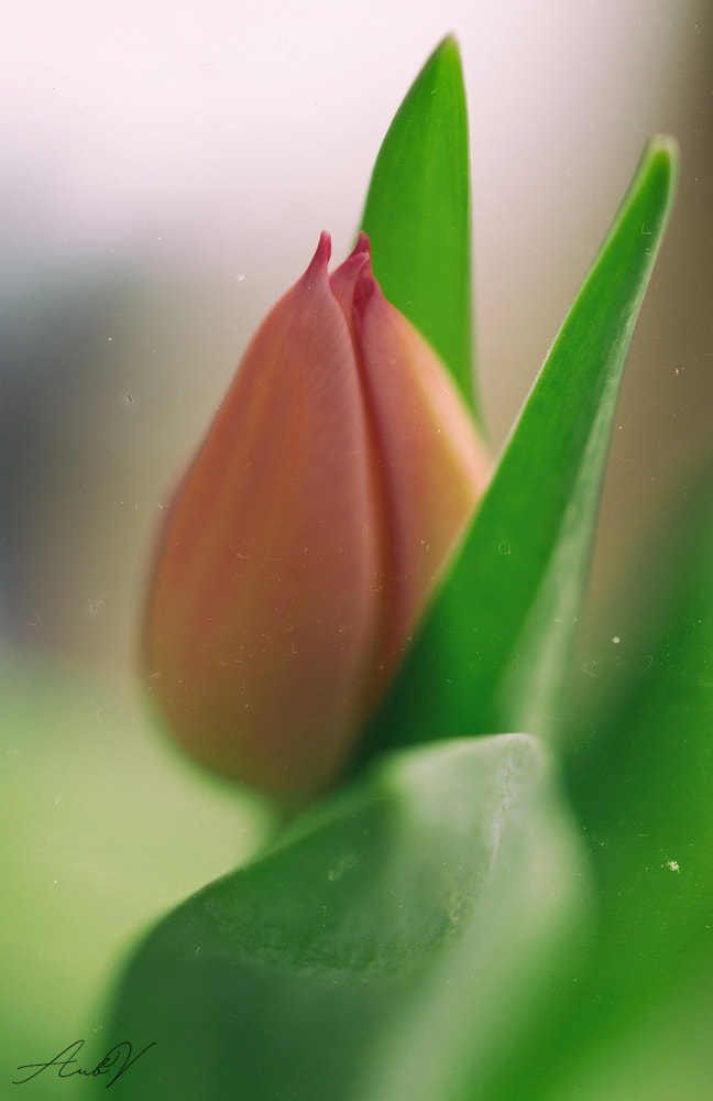 OLYMPUS 50mm Lens sample photo. Tulipe photography