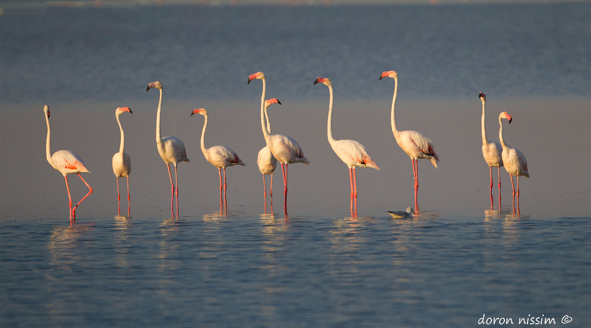 Canon EF 500mm F4L IS USM sample photo. Flamingooooo photography