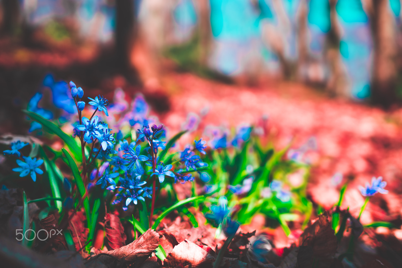 Sony Sonnar T* E 24mm F1.8 ZA sample photo. Early spring flowers (infrared imitation) photography