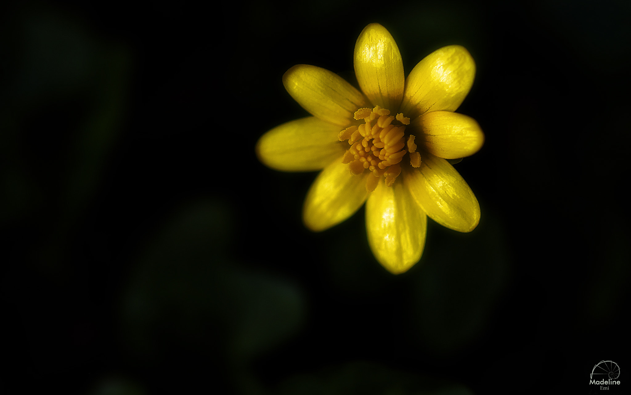 Sigma 105mm F2.8 EX DG OS HSM sample photo. Fleur sauvage photography