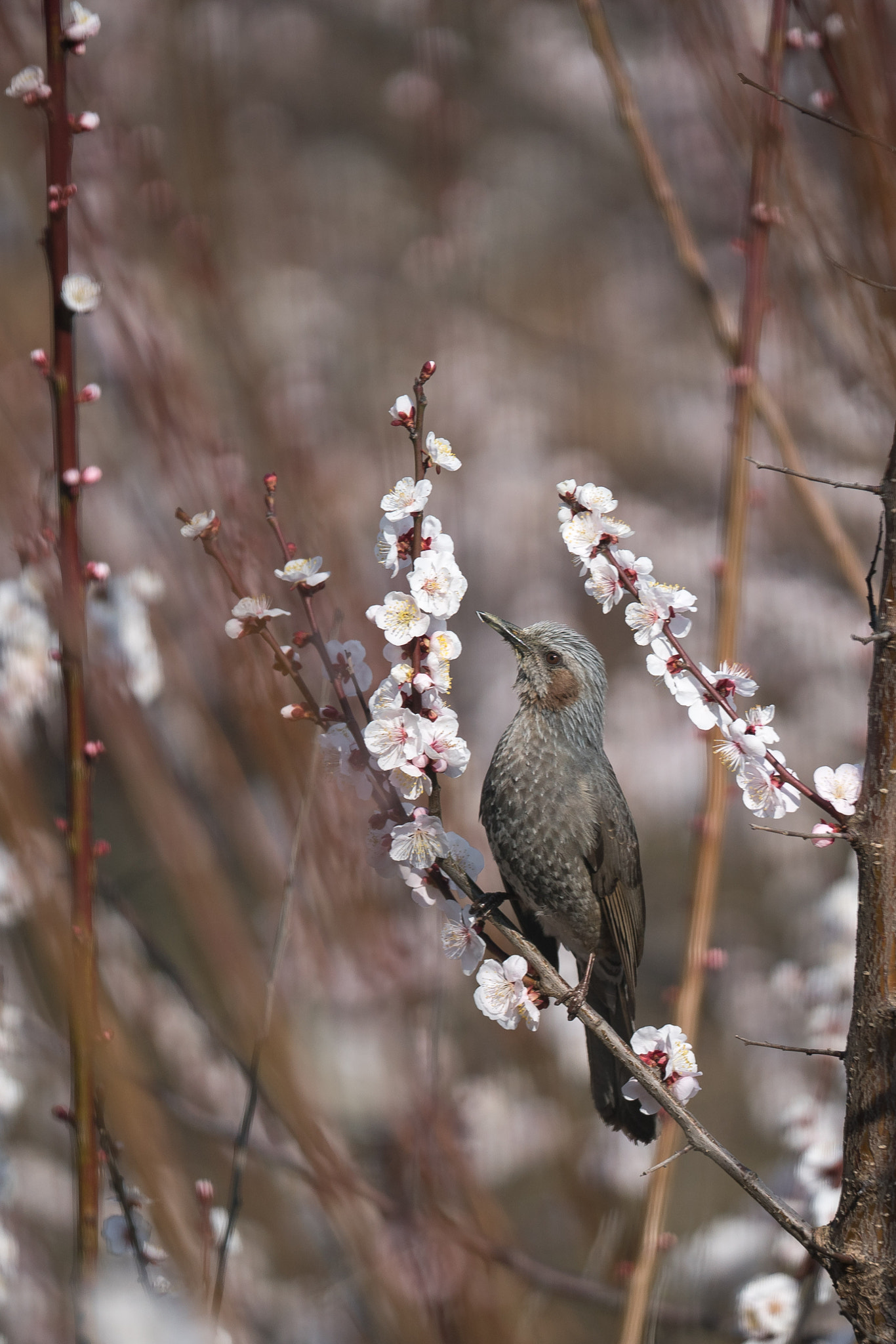 Sony FE 70-200mm F2.8 GM OSS sample photo. Brown-eared bulbul on plum blossoms photography