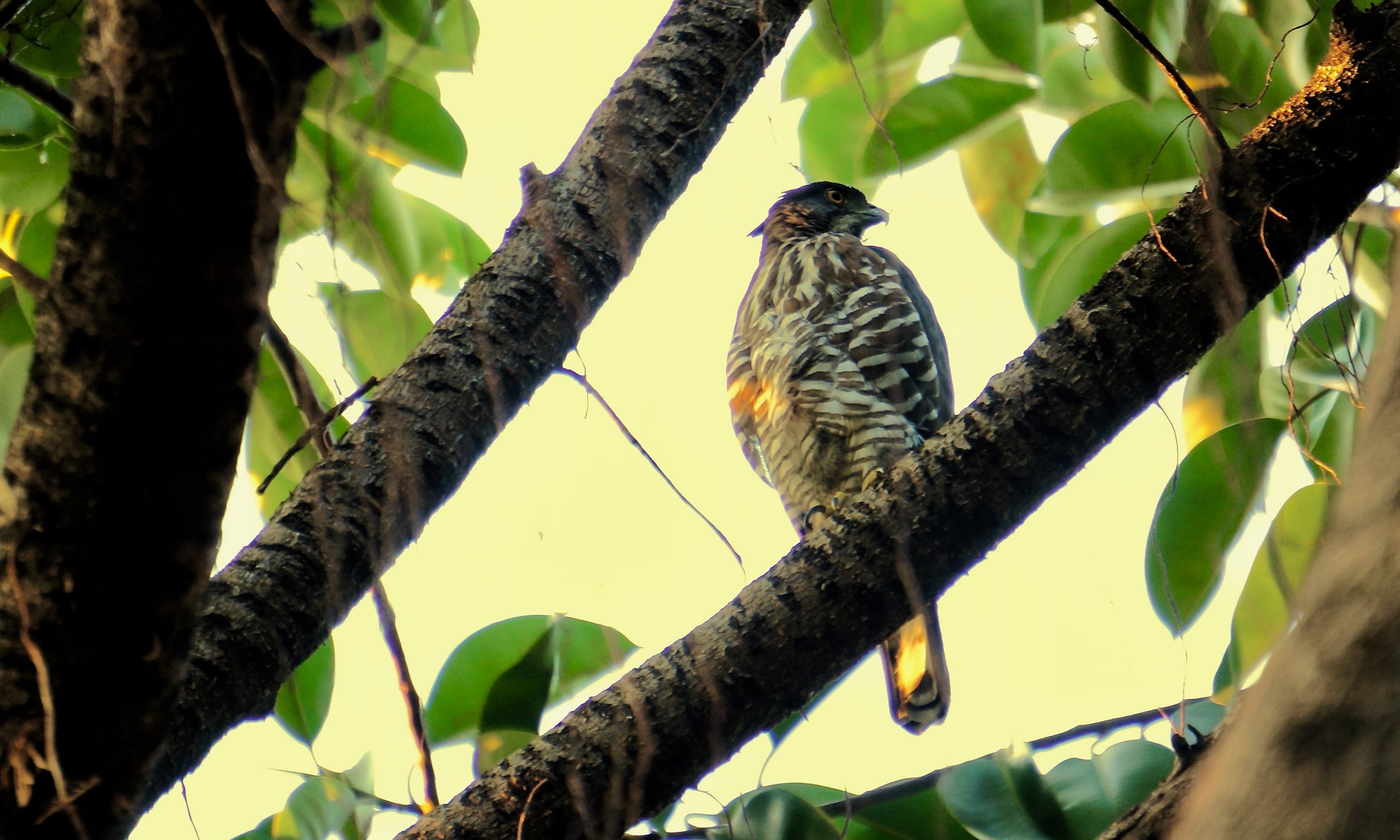 Sony Alpha NEX-5N sample photo. Eagle of taipei photography