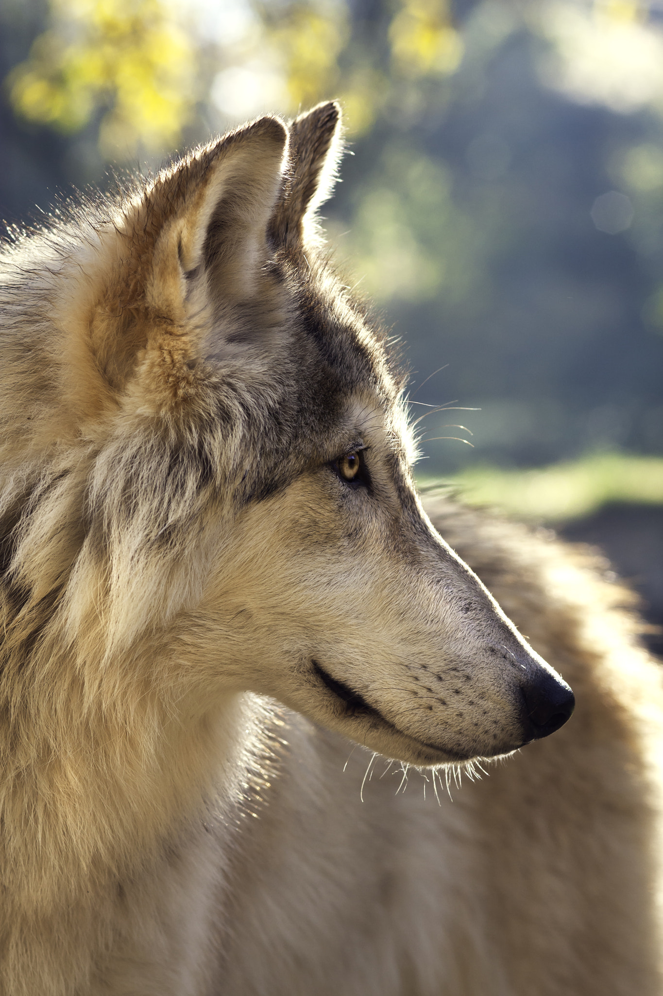 Canon EOS 40D + Sigma 105mm F2.8 EX DG Macro sample photo. Wolf portrait photography