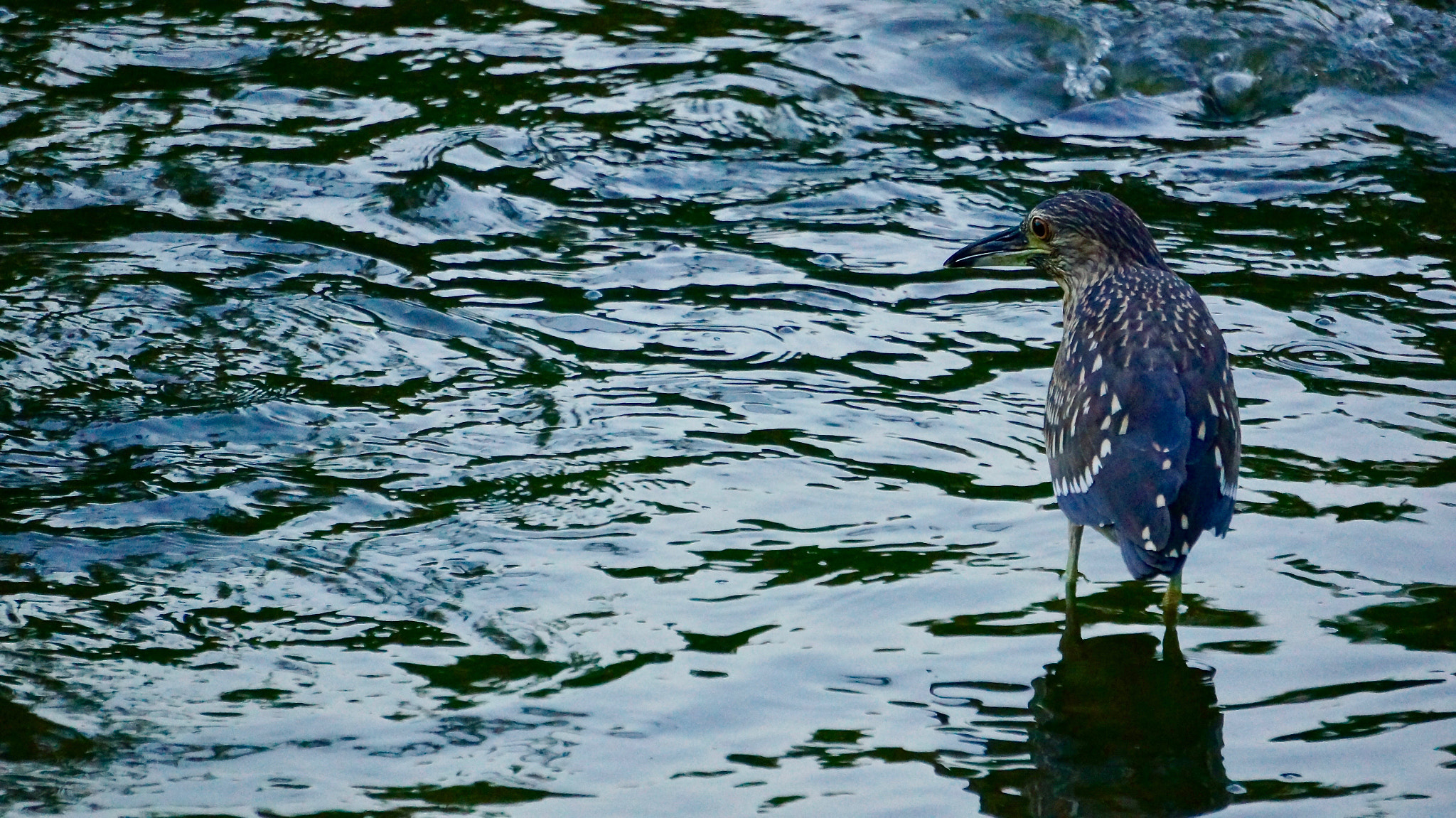 Sony E 55-210mm F4.5-6.3 OSS sample photo. Loner photography
