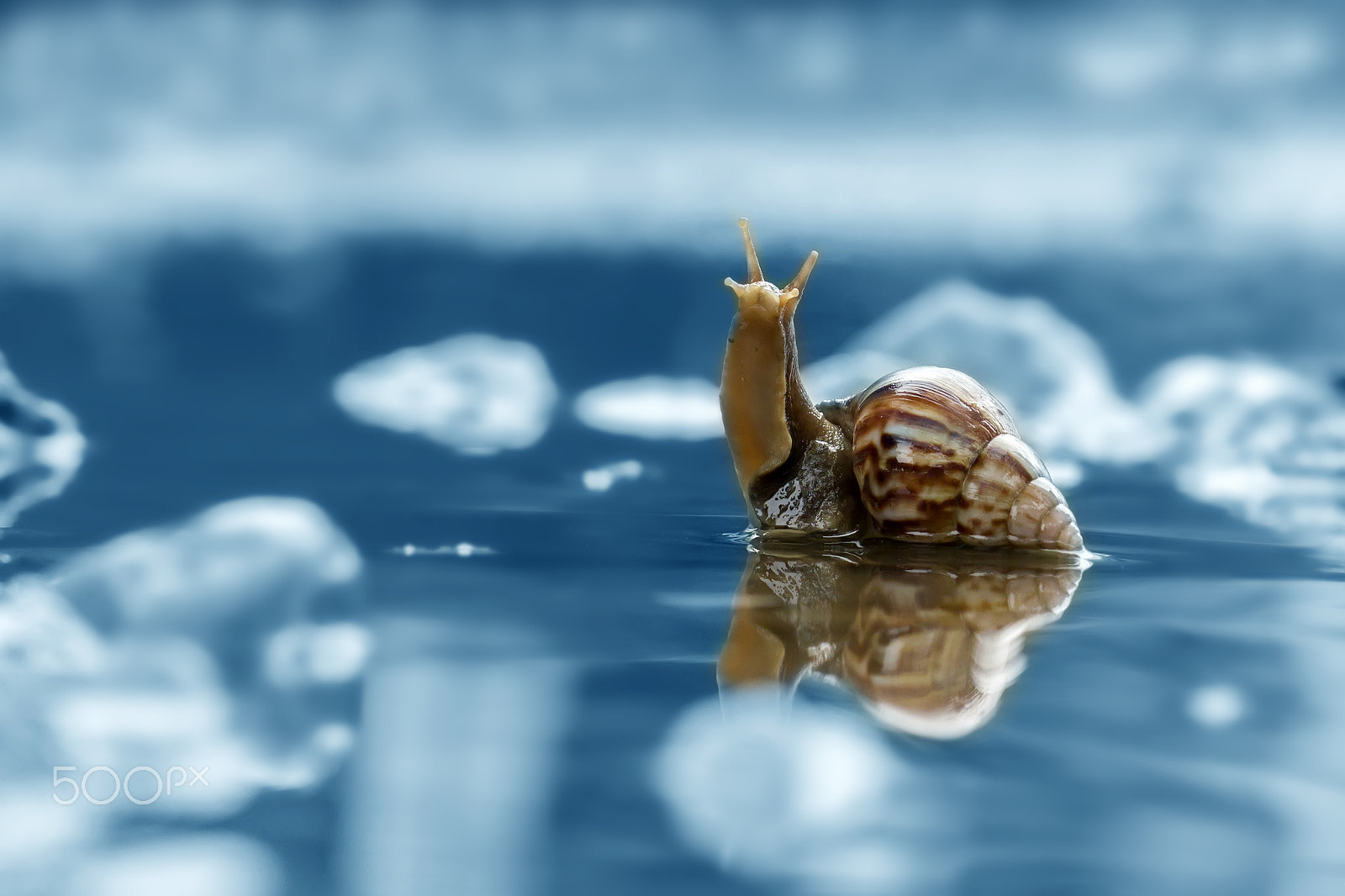 Canon EOS 550D (EOS Rebel T2i / EOS Kiss X4) + Canon EF 100mm F2.8L Macro IS USM sample photo. Snail, reflection, blue, art, mood photography
