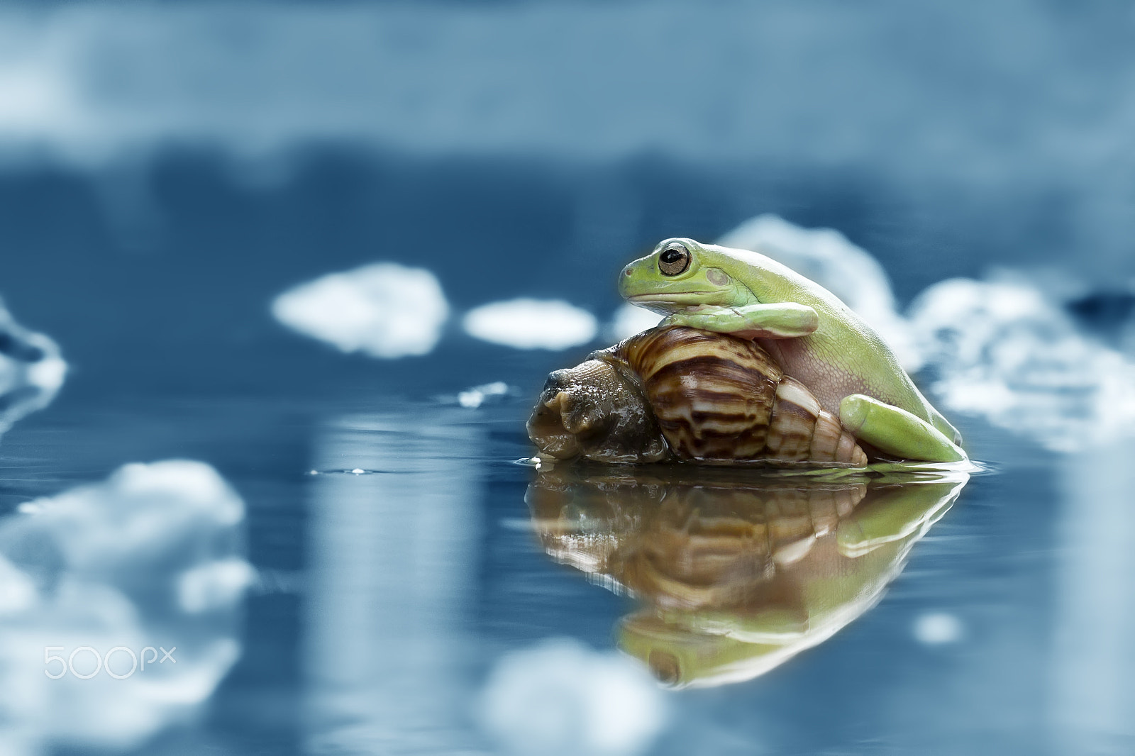 Canon EF 100mm F2.8L Macro IS USM sample photo. Frog, dumpy frog, snail, reflection, blue photography