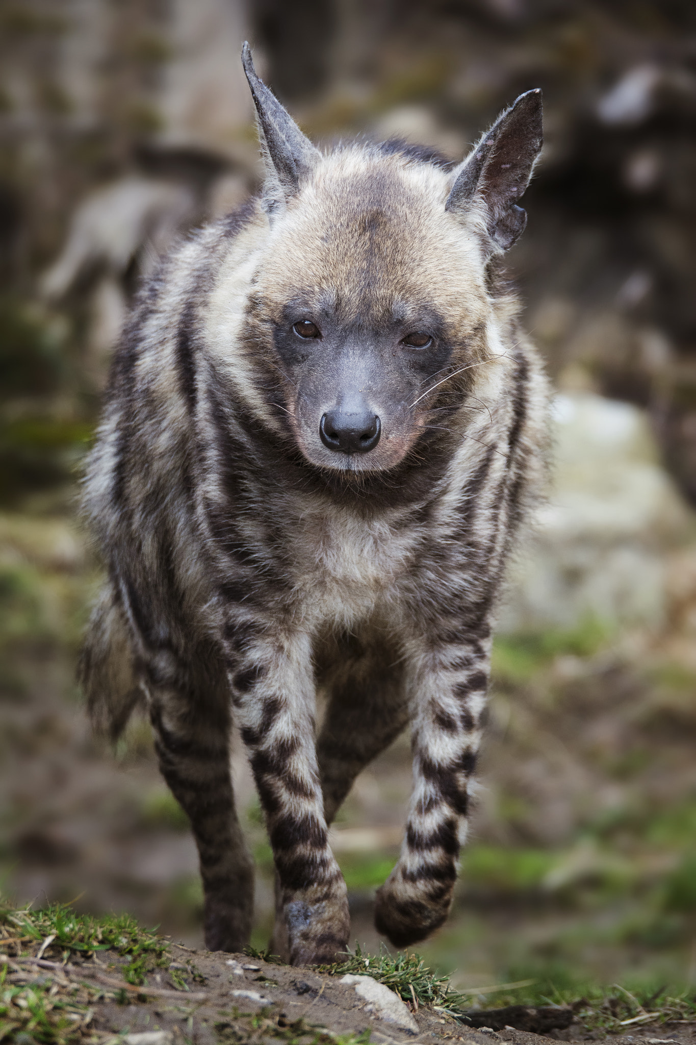 Sigma 150-600mm F5-6.3 DG OS HSM | S sample photo. Striped hyena (hyaena hyaena) photography