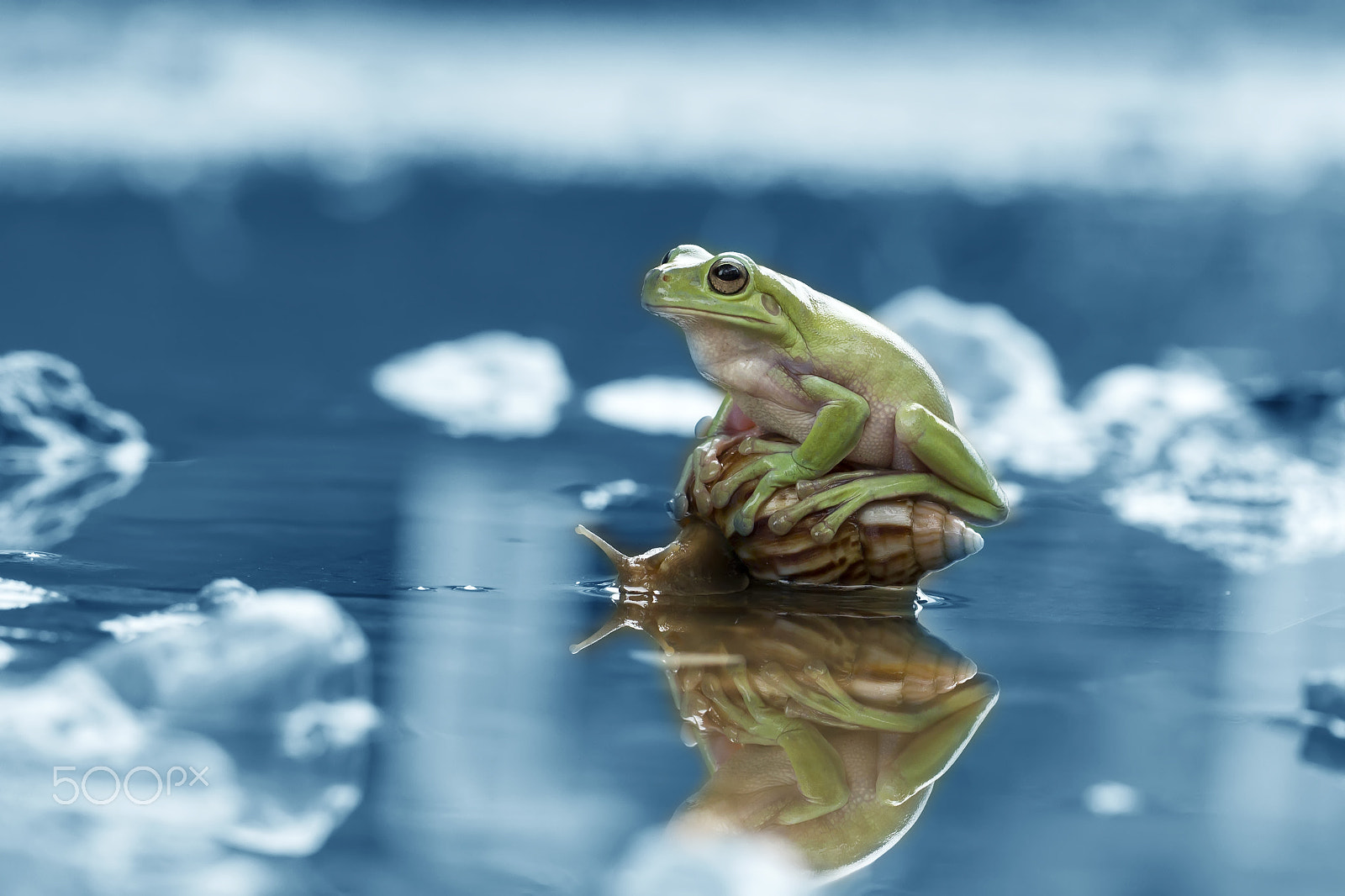 Canon EF 100mm F2.8L Macro IS USM sample photo. Snail, dumpy frog, frog, blue, art, mood photography