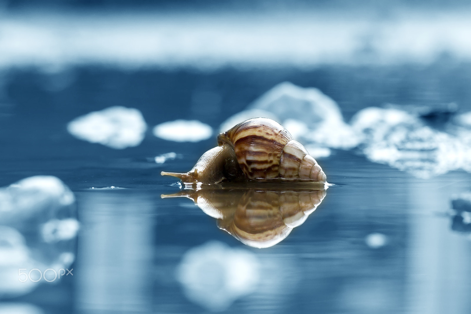 Canon EF 100mm F2.8L Macro IS USM sample photo. Snail, reflection, blue, art, mood photography