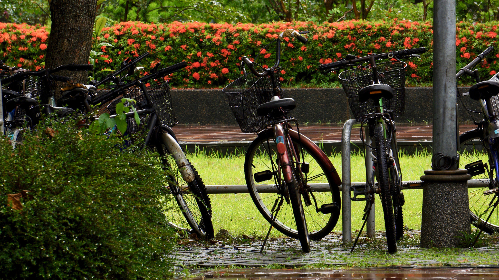 Sony E 55-210mm F4.5-6.3 OSS sample photo. Bicycles after rain photography