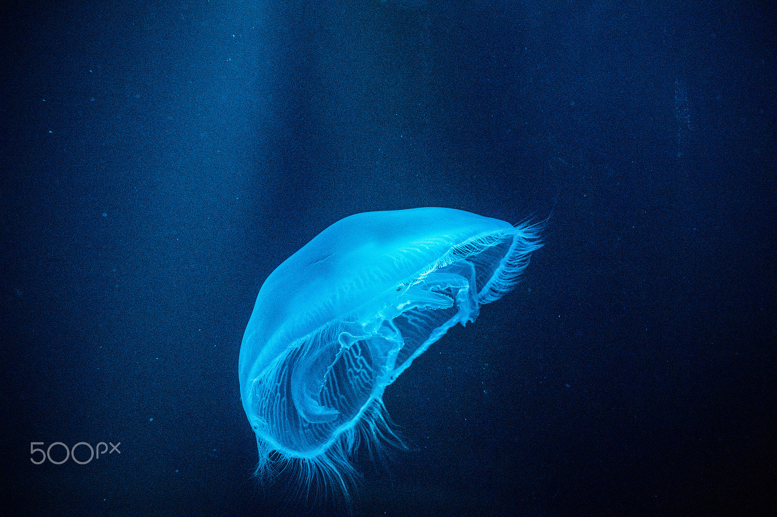 Nikon 1 V2 sample photo. Jellyfish photography